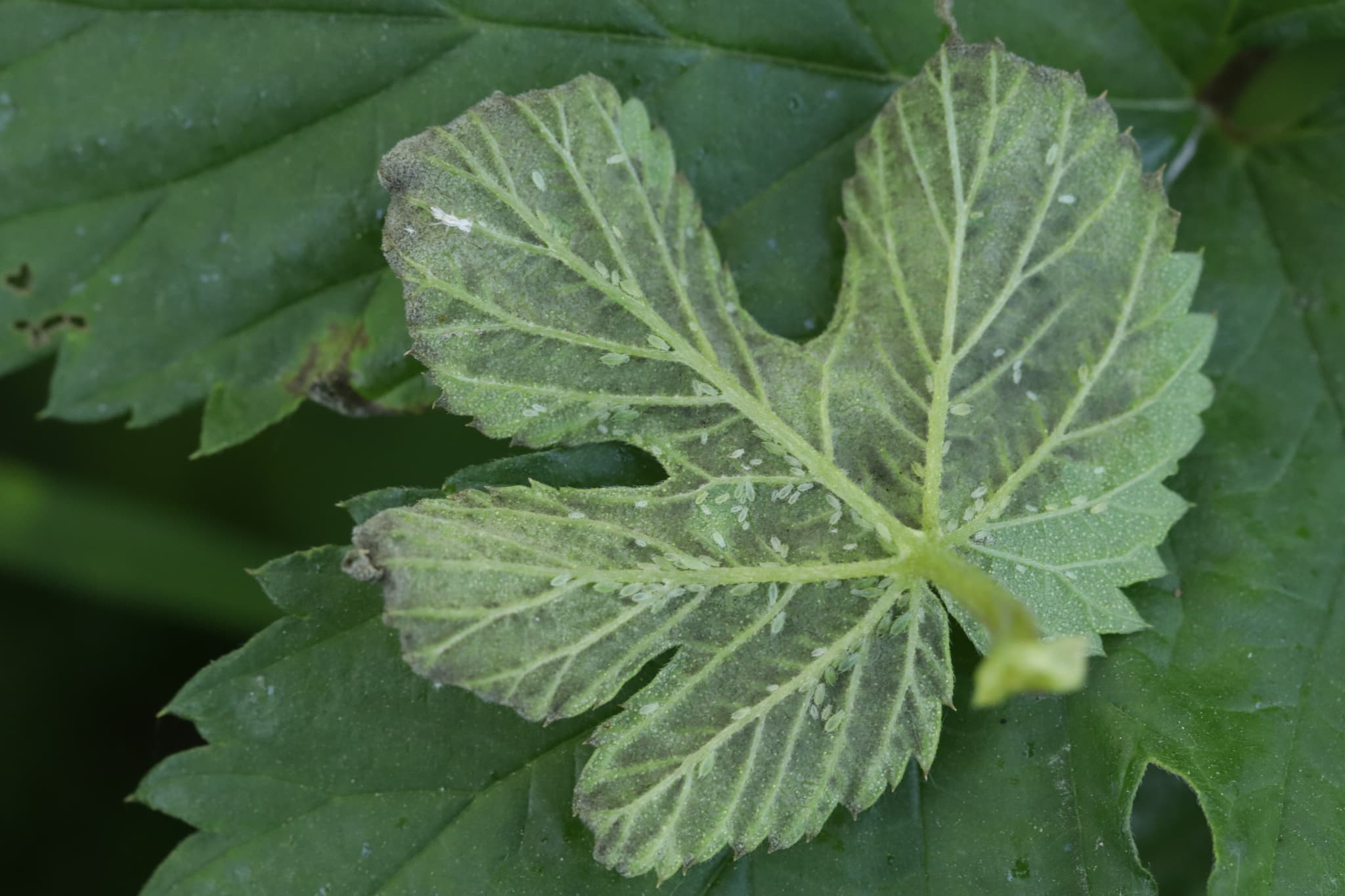 Mană la cânepă industrială: Pseudoperonospora humuli cu simptom vizibil pe hamei.