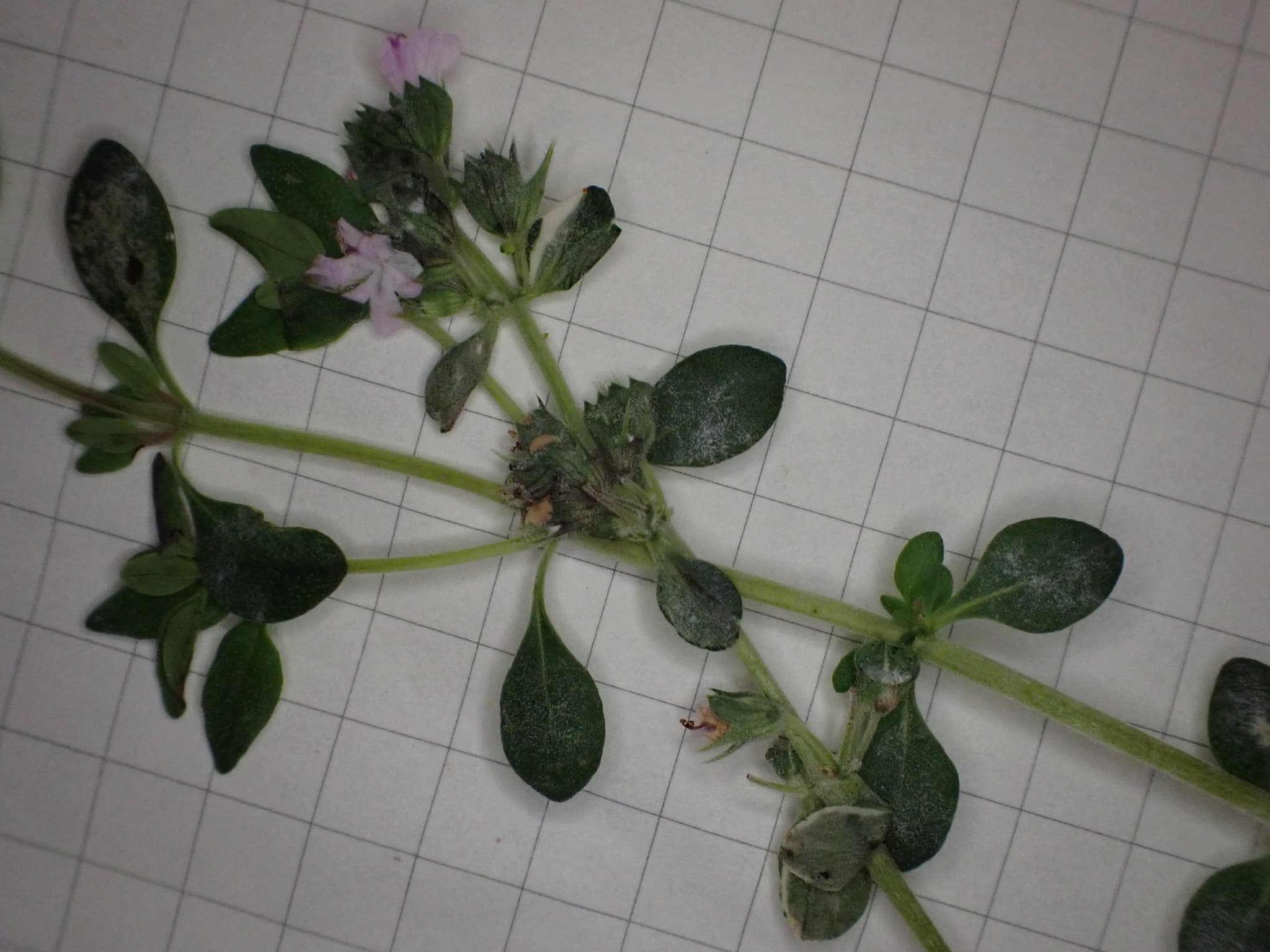 Fainarea cimbrului: Neoerysiphe galeopsidis on Thymus citriodorus