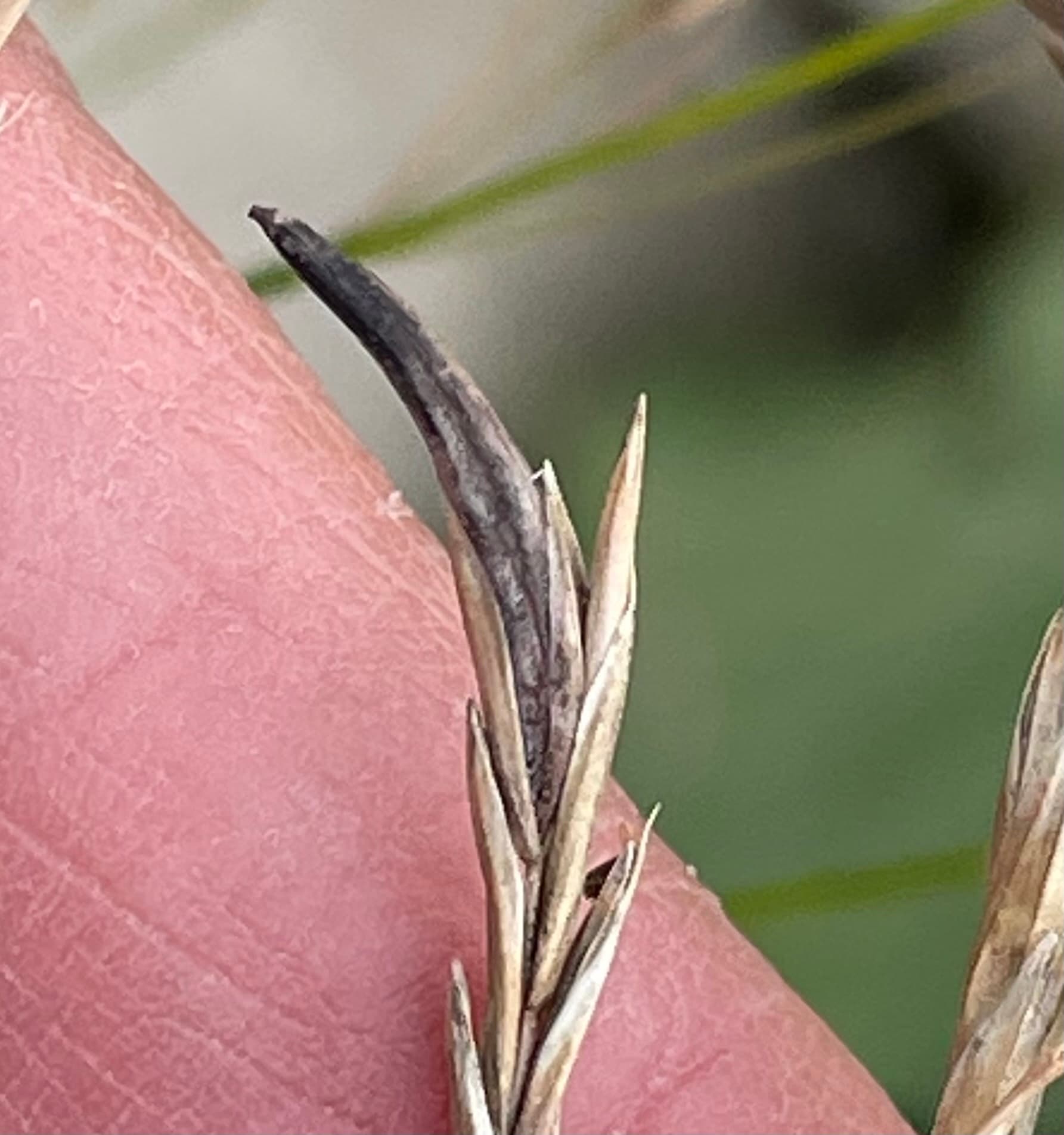 Ergotul cerealelor: Claviceps purpurea