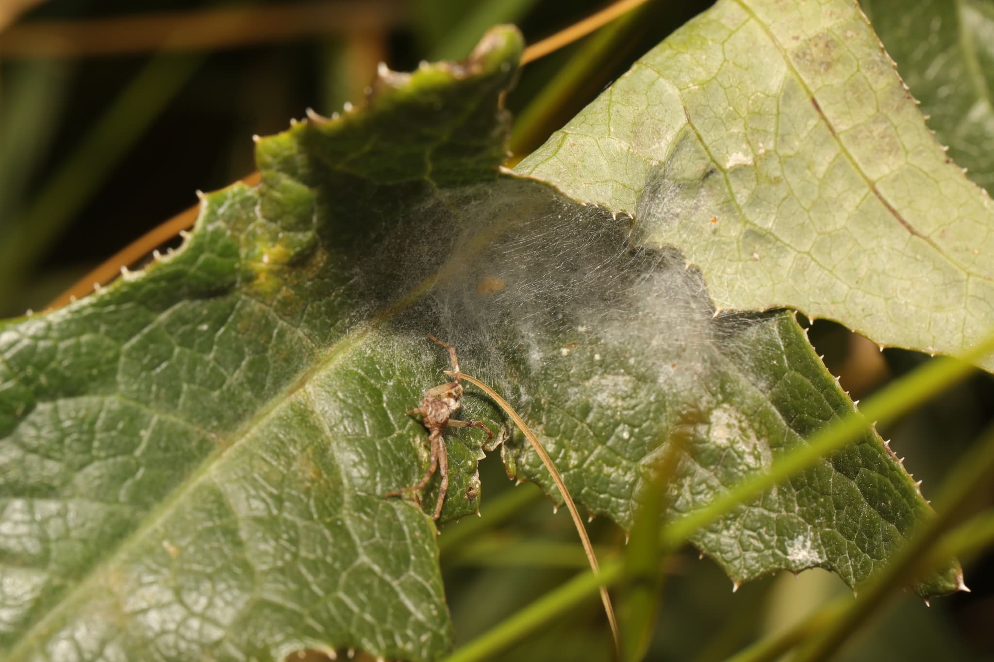 Fainare la ridiche: Erysiphe radulescui on sea radish leaf