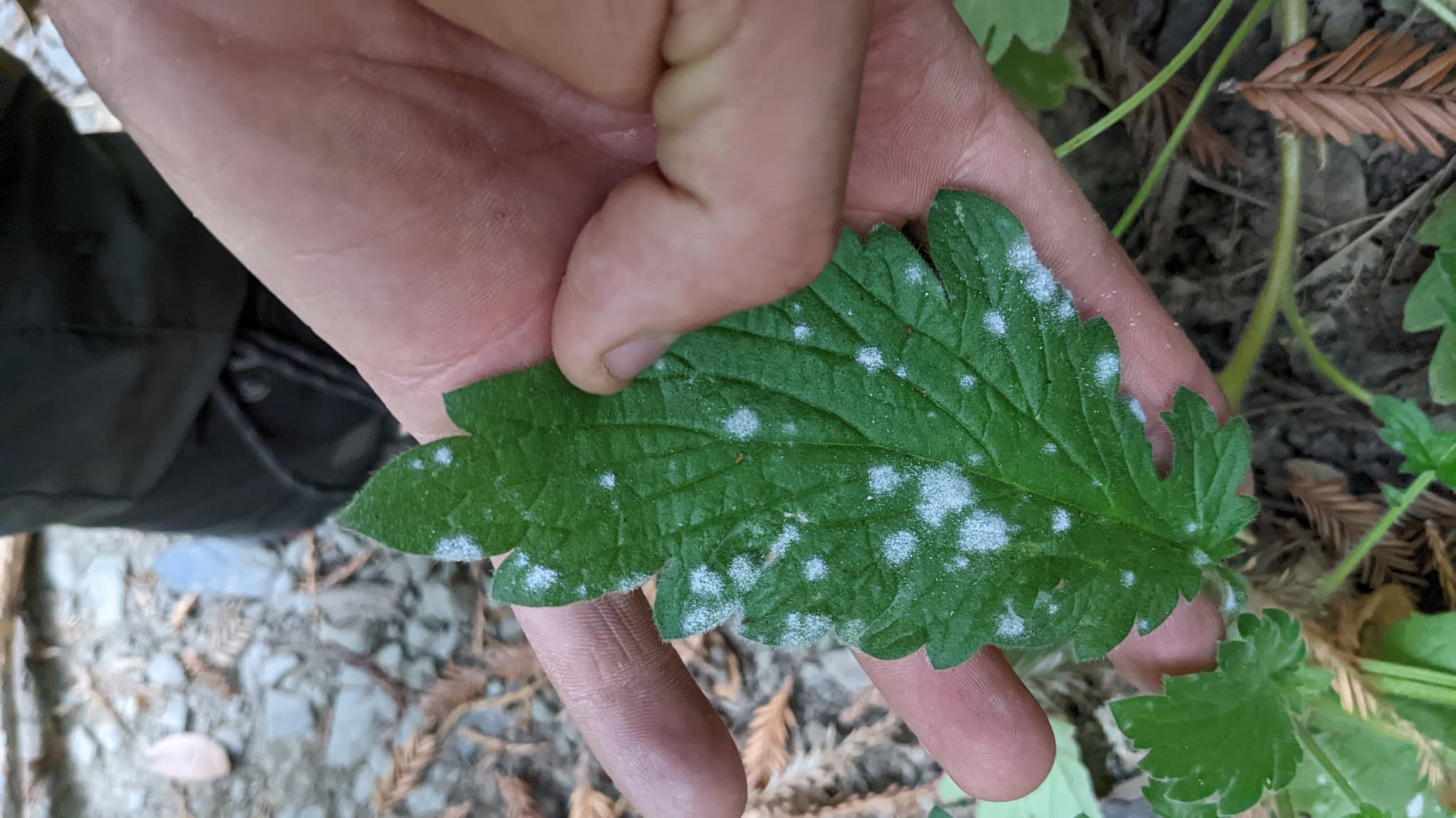 Fainare la facelia: powdery mildew on Phacelia leaf
