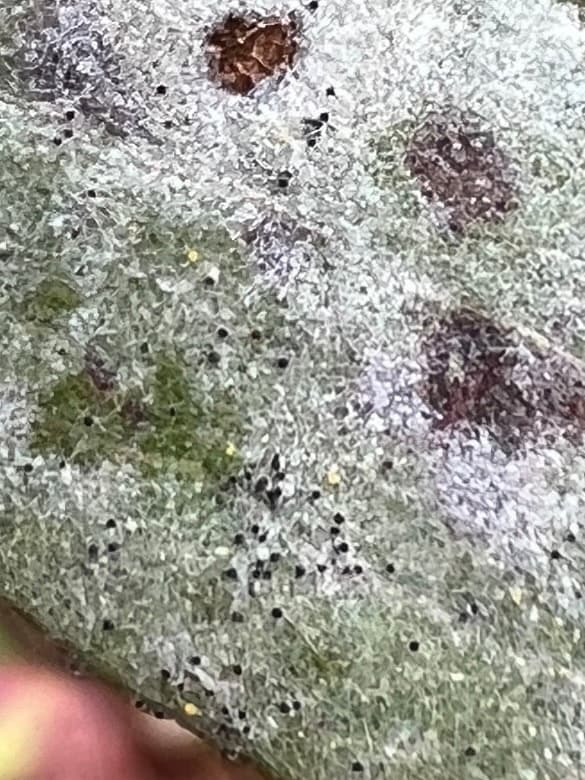 Imagine pentru Fainare La Afin: Erysiphe vaccinii on blueberry leaves