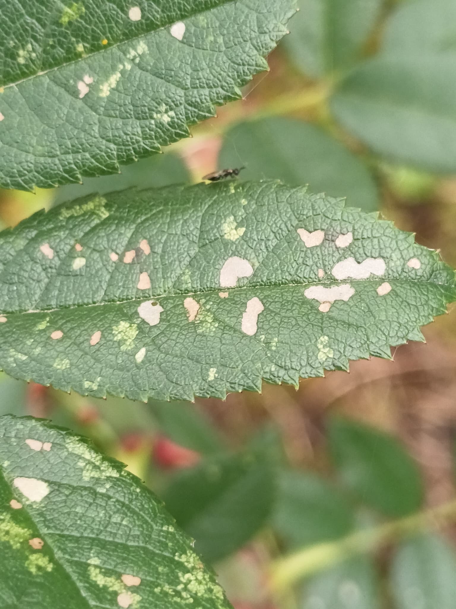 Fainare la maces: Podosphaera pannosa on Rosa canina