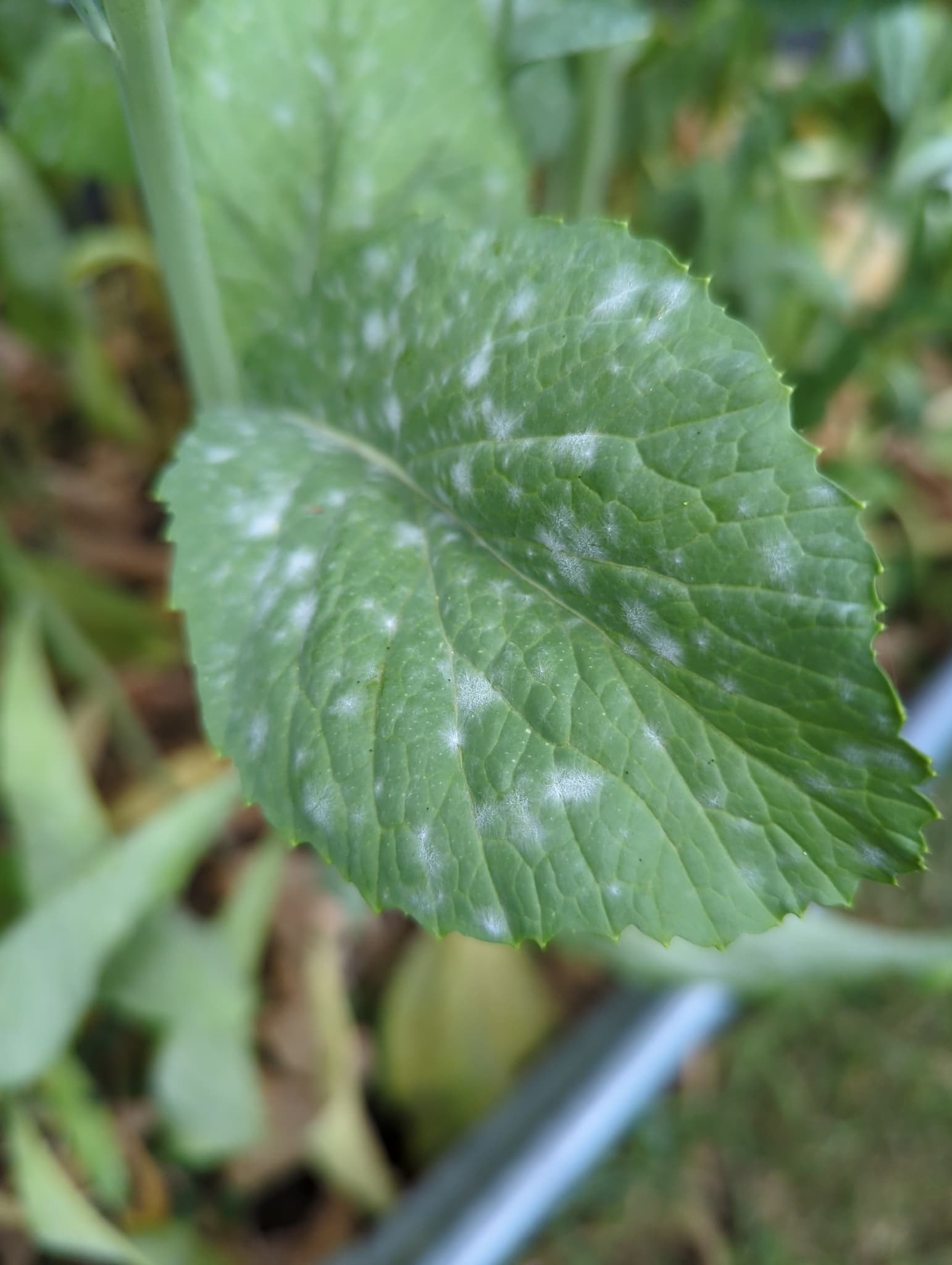Fainare la mustar alb: Erysiphe cruciferarum powdery mildew on mustard leaf