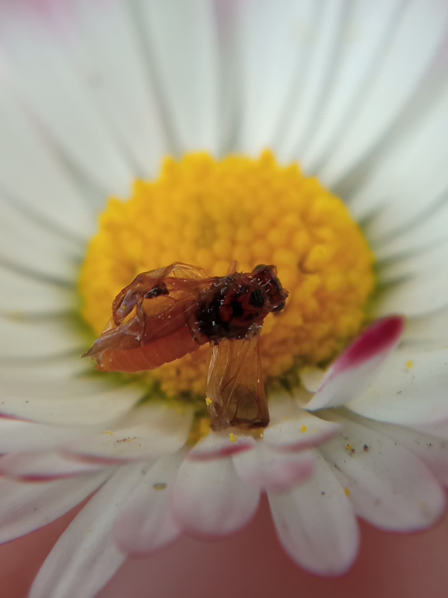 Viespea prunelor: Hoplocampa flava adult
