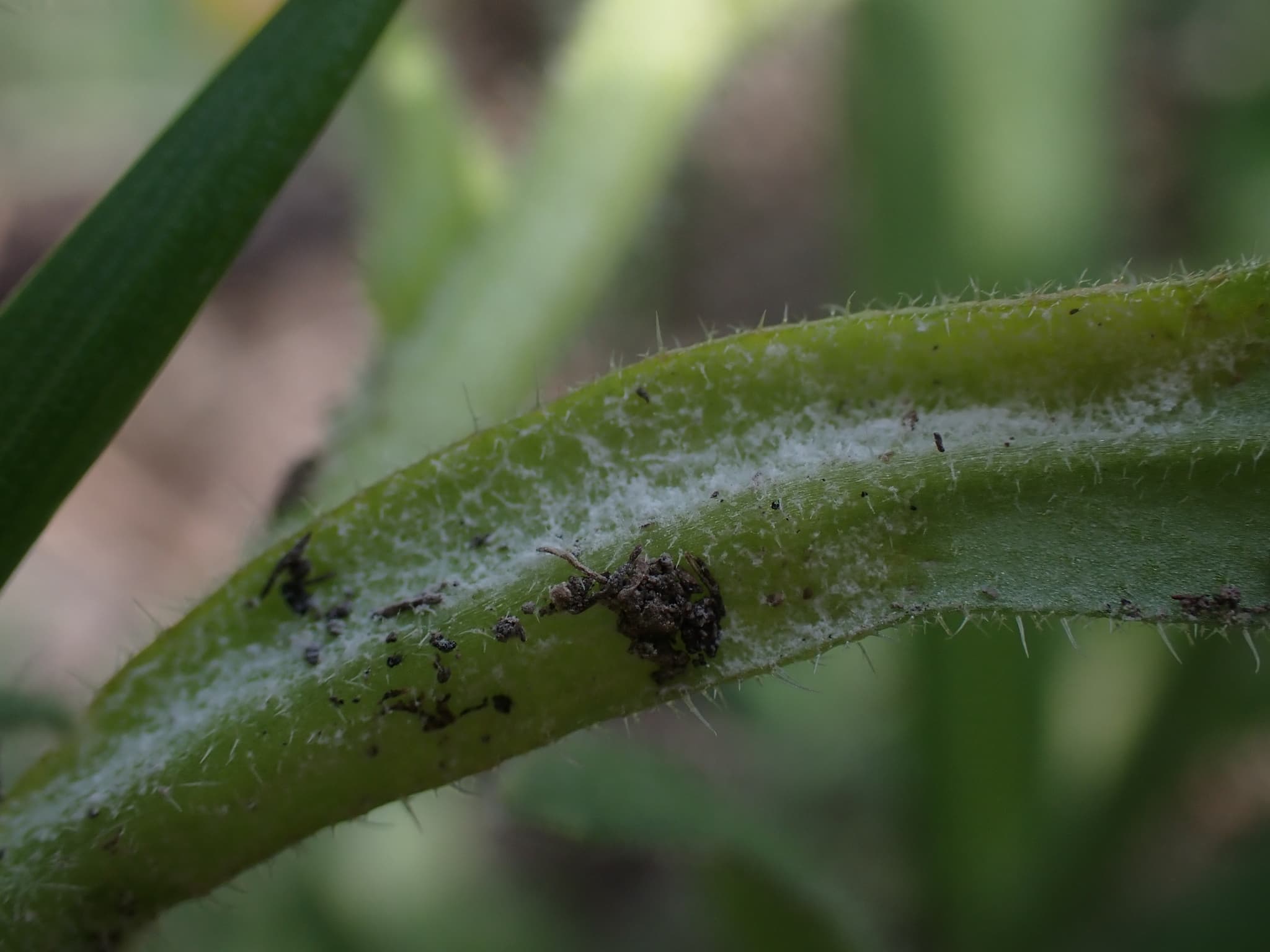 Mana la camelina de primavara: Hyaloperonospora camelinae white growth on Camelina stem.