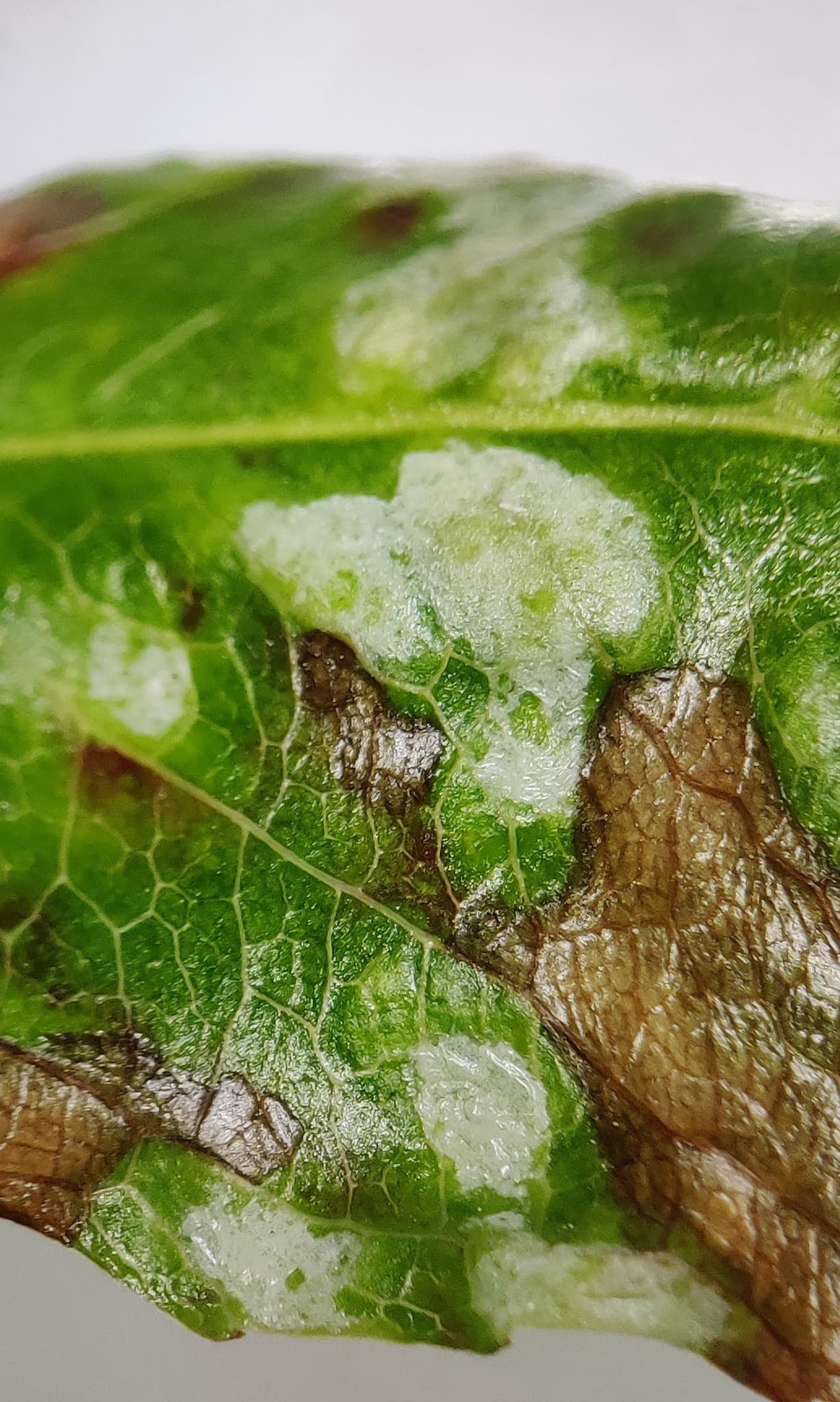 Fainare la visin: Podosphaera prunicola on Prunus leaves