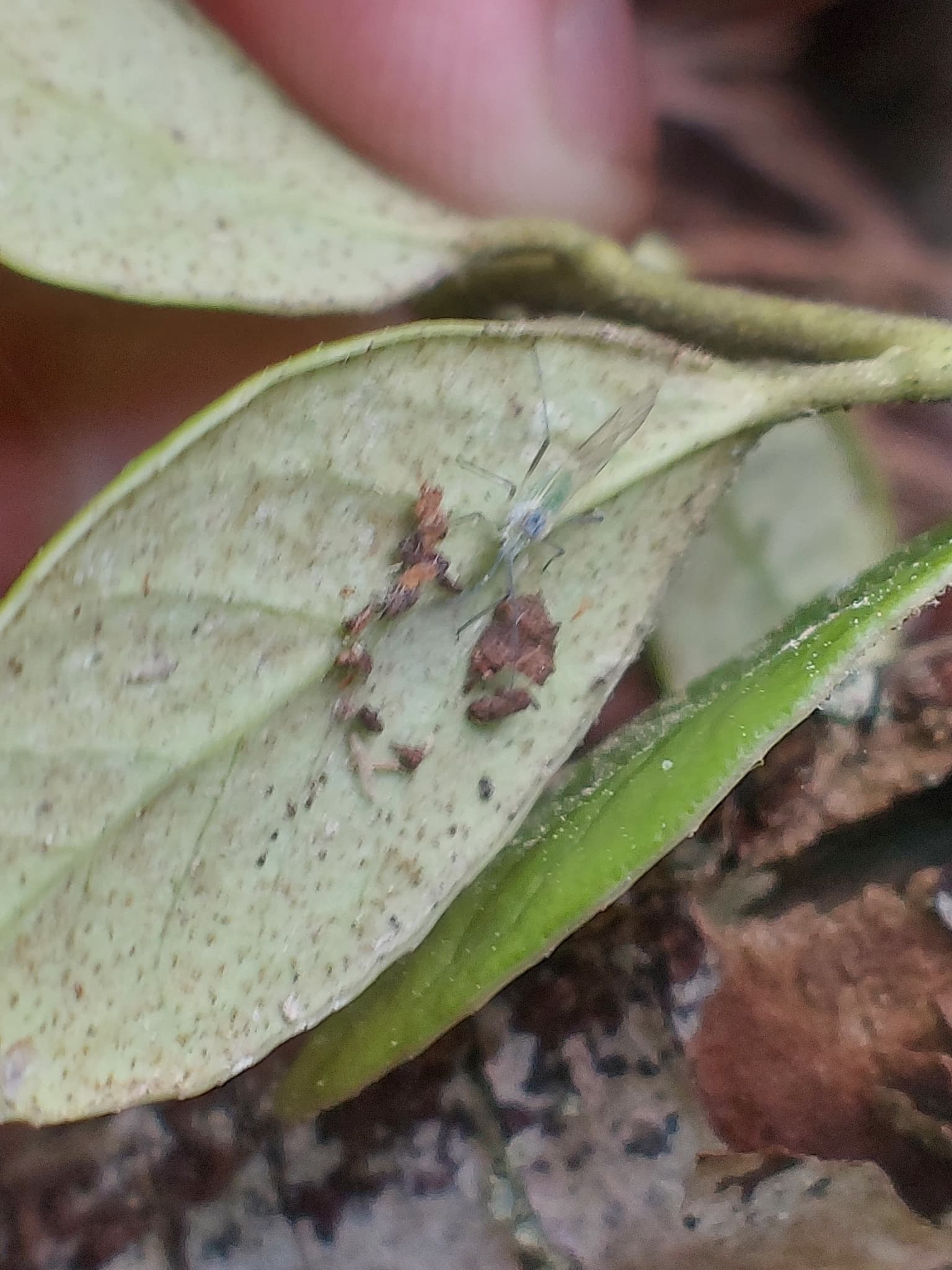 Afide la afin: aphid on Vaccinium