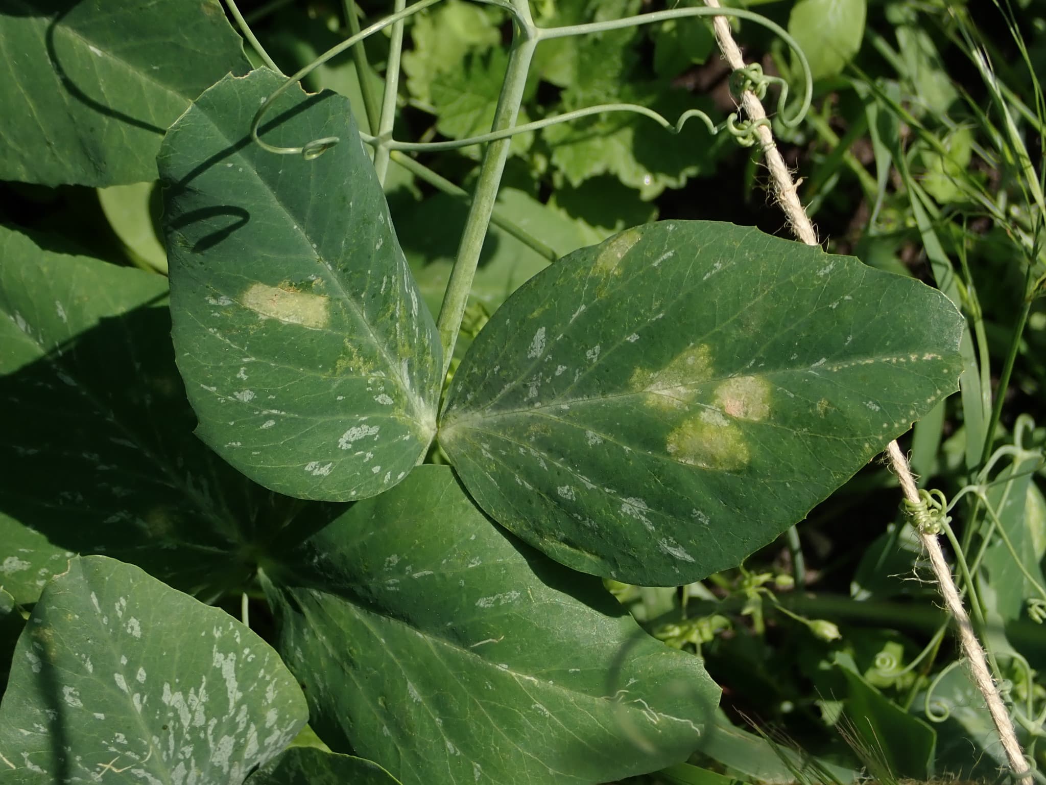 Mana la mazare, Peronospora viciae pisi pe frunze de Pisum sativum.