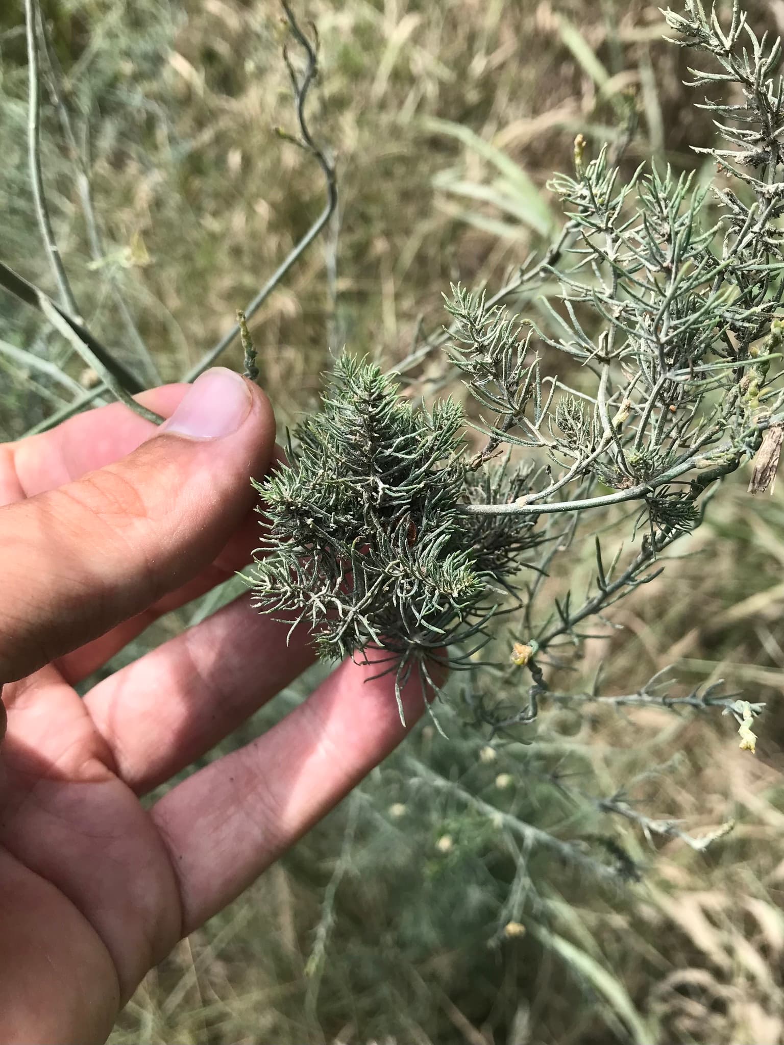 Brachycorynella asparagi pe sparanghel, cu crestere deformata si infestare/damage vizibil pe frunzis.