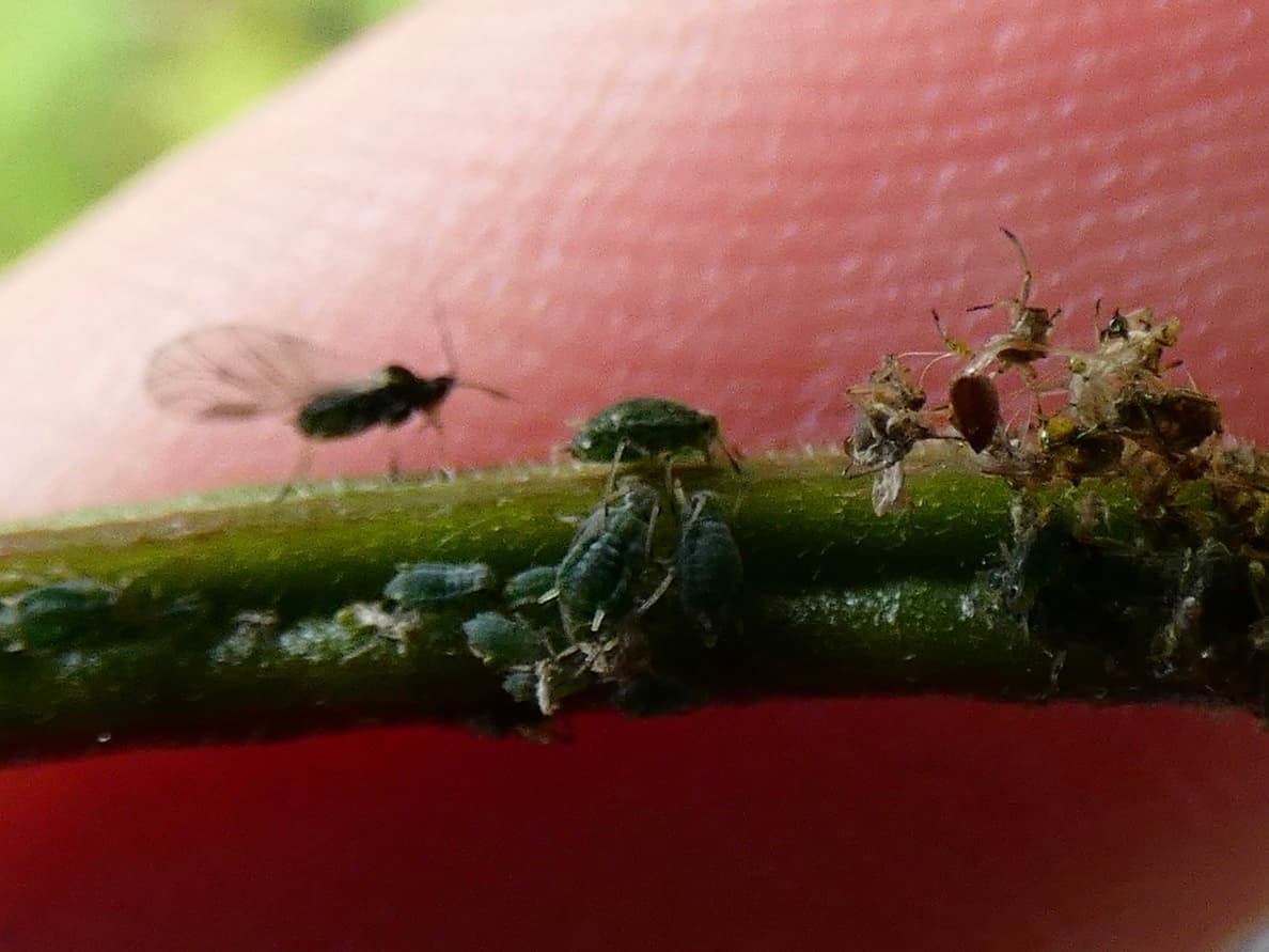 Aphis grossulariae, păduchele agrișului