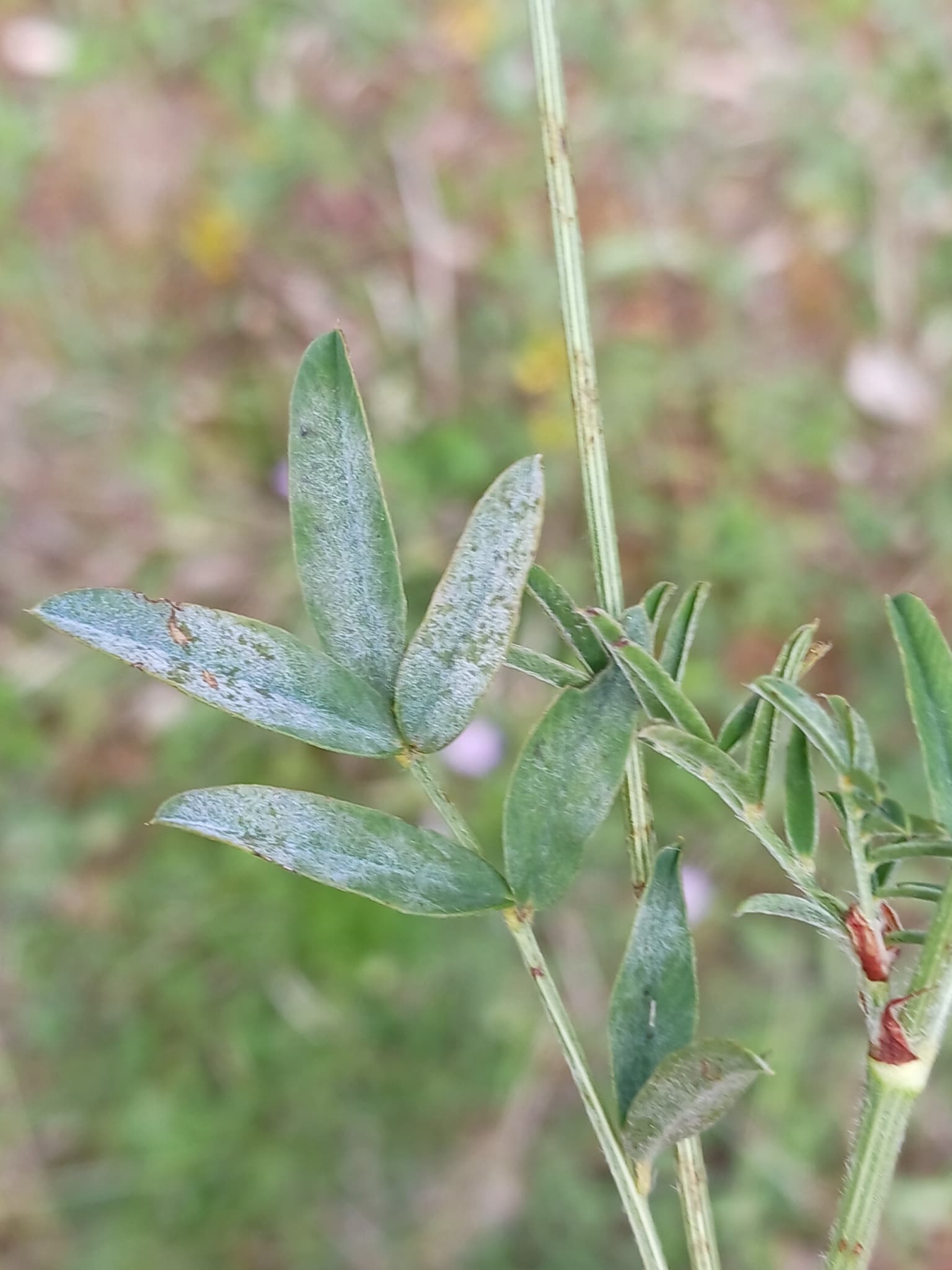 Fainare la sparceta: Erysiphe trifoliorum on Onobrychis viciifolia leaves