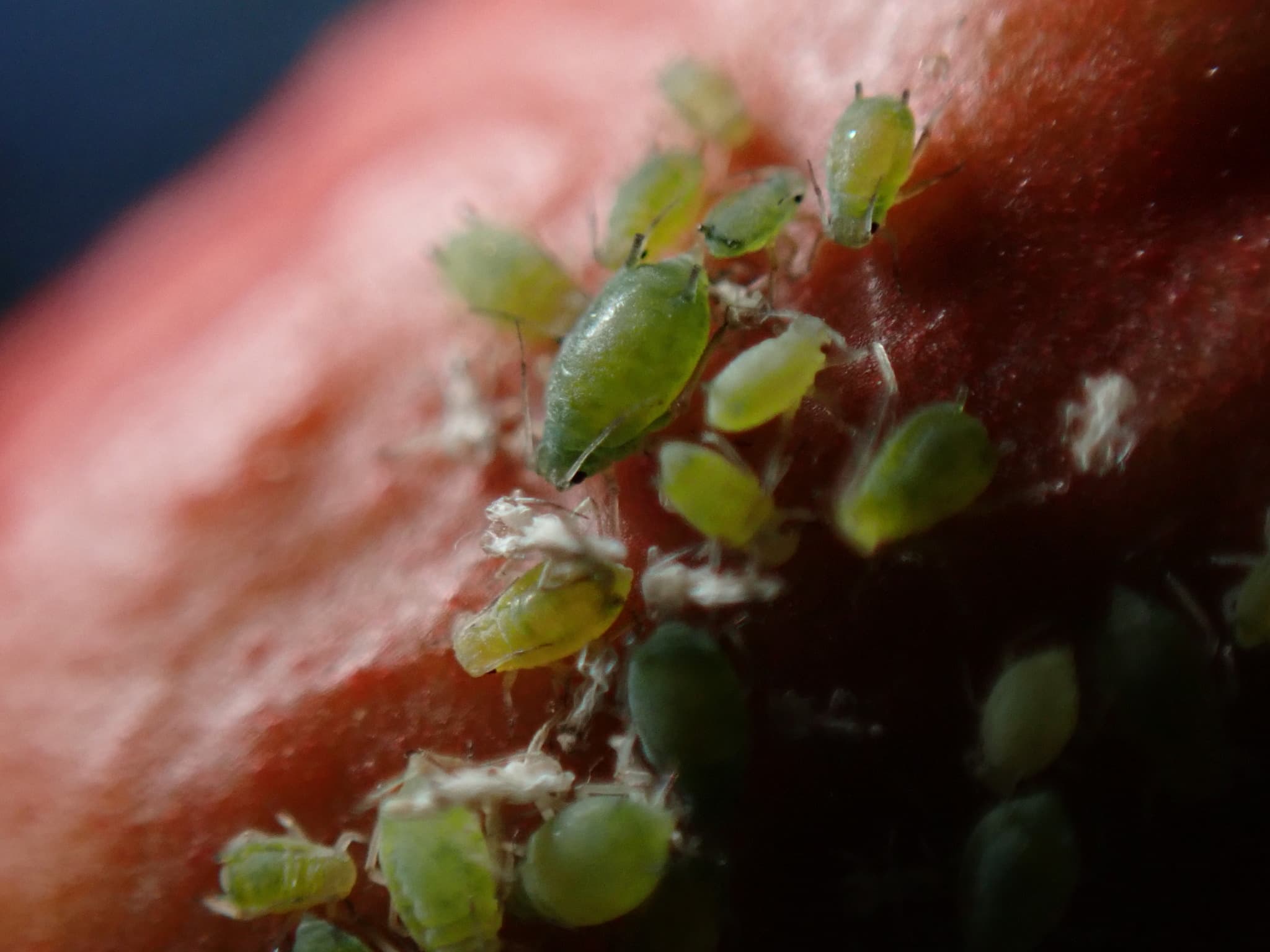 Afide la rodie: Aphis punicae aphids on cultivated pomegranate fruit.