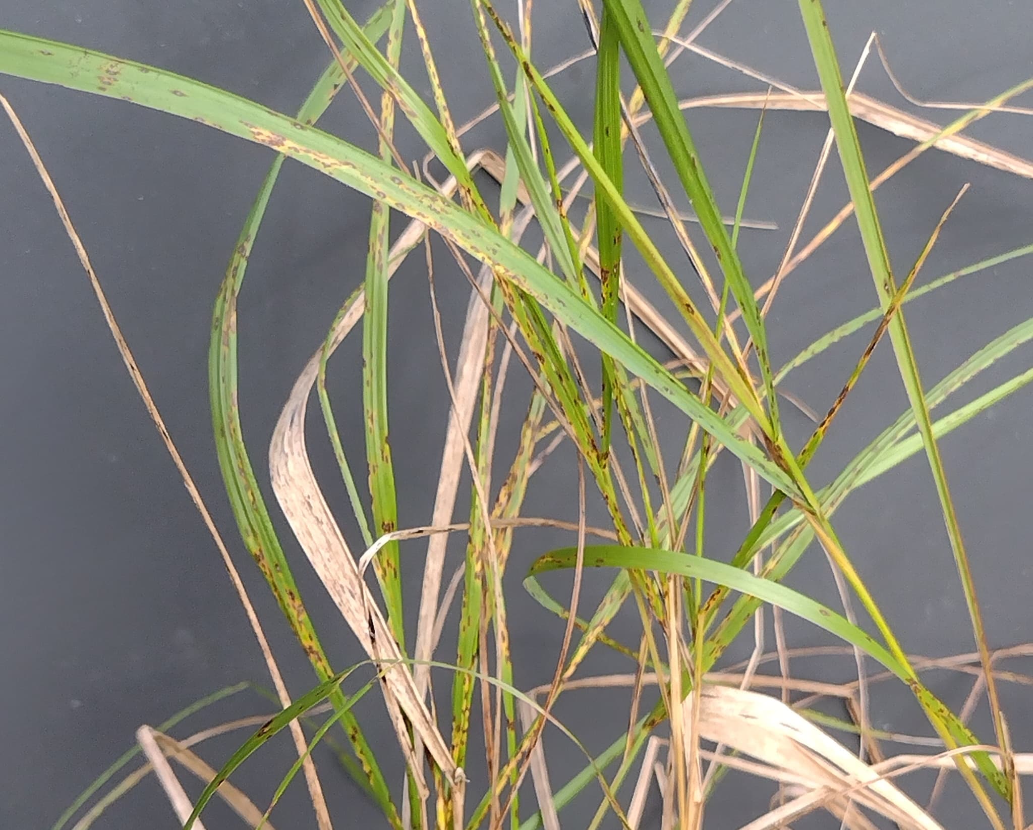 Mană la ovăz de primăvară: Sclerospora graminicola pe Digitaria, fallback Poaceae pentru ovăz.