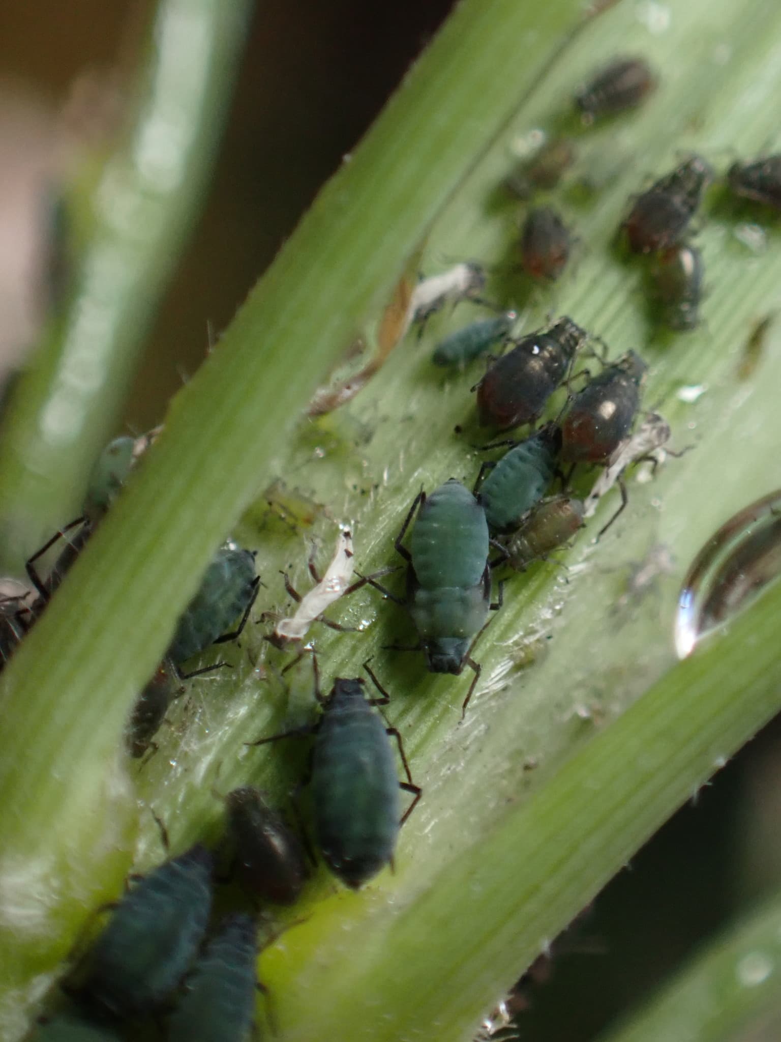 Afide la sorg: Rhopalosiphum maidis aphids on Sorghum bicolor.