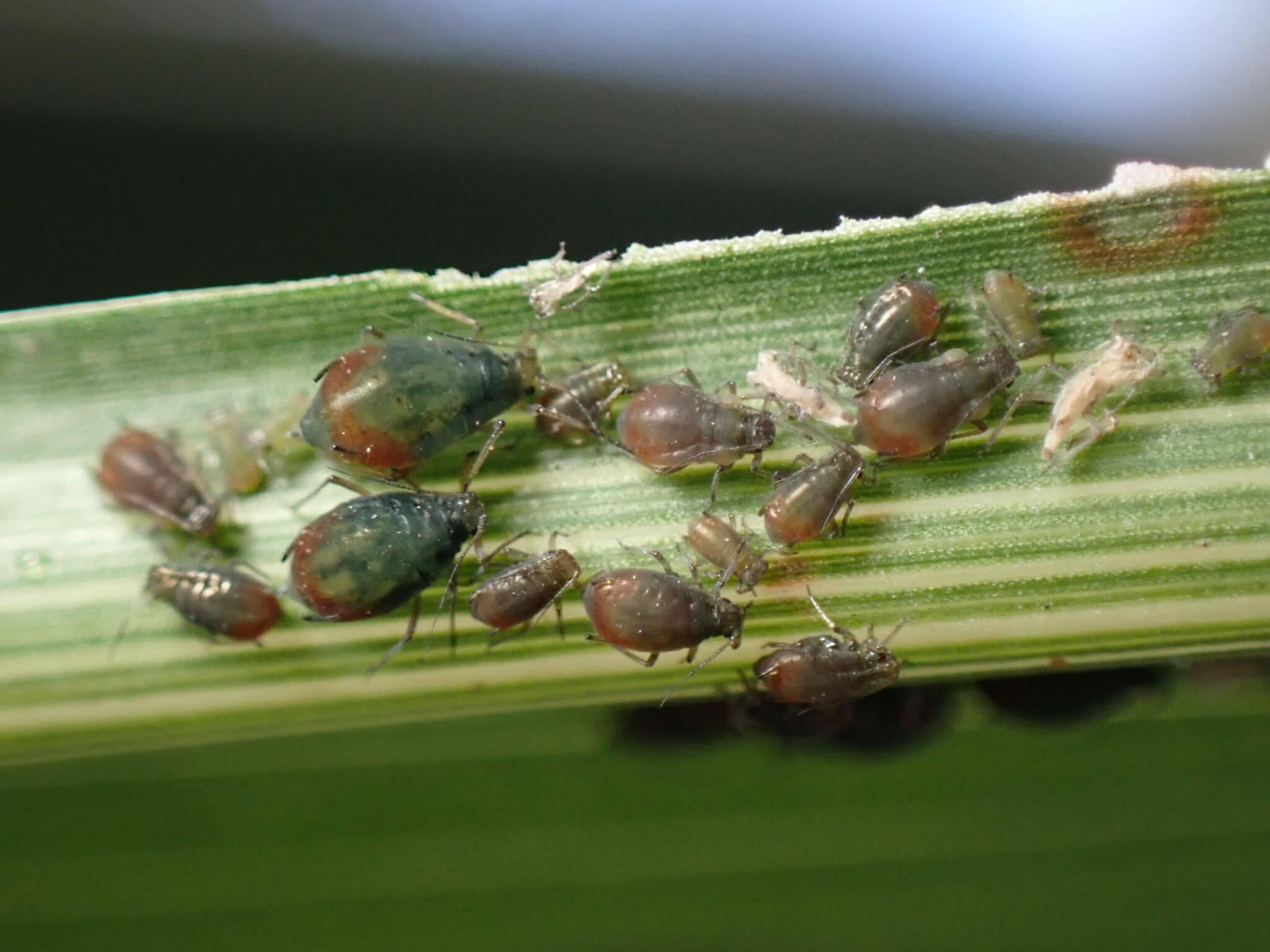 Afide la sorg furajer: Rhopalosiphum padi aphids on Sorghum bicolor.