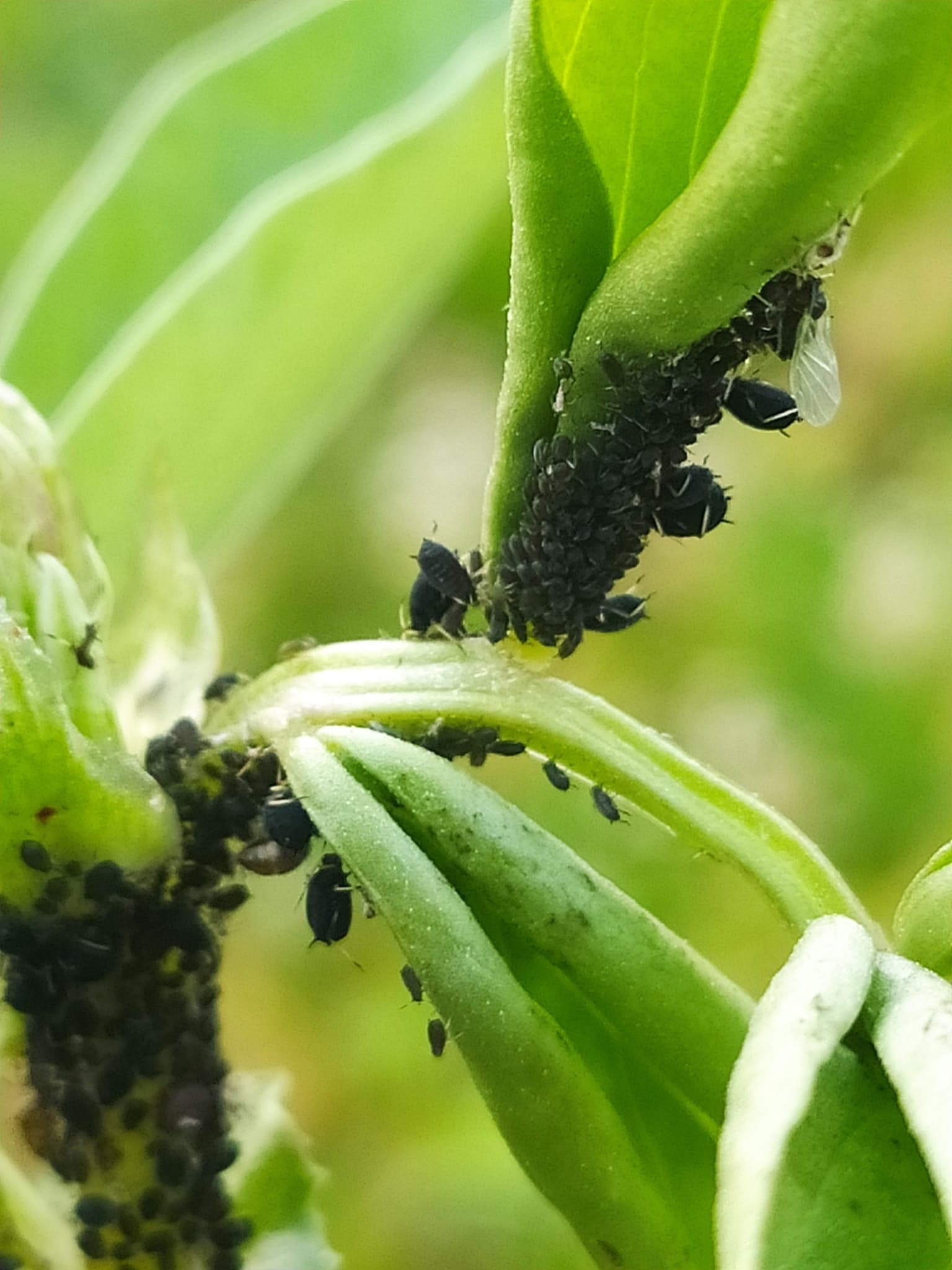 Aphis fabae pe Vicia faba, fallback pentru borceag cu leguminoase.
