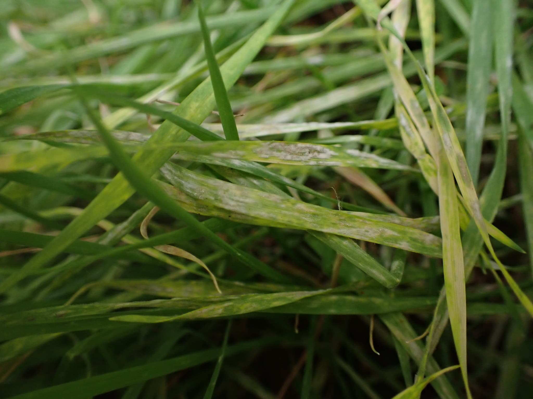 Făinare la sorg: Blumeria graminis cu simptom vizibil pe frunze de Poaceae.