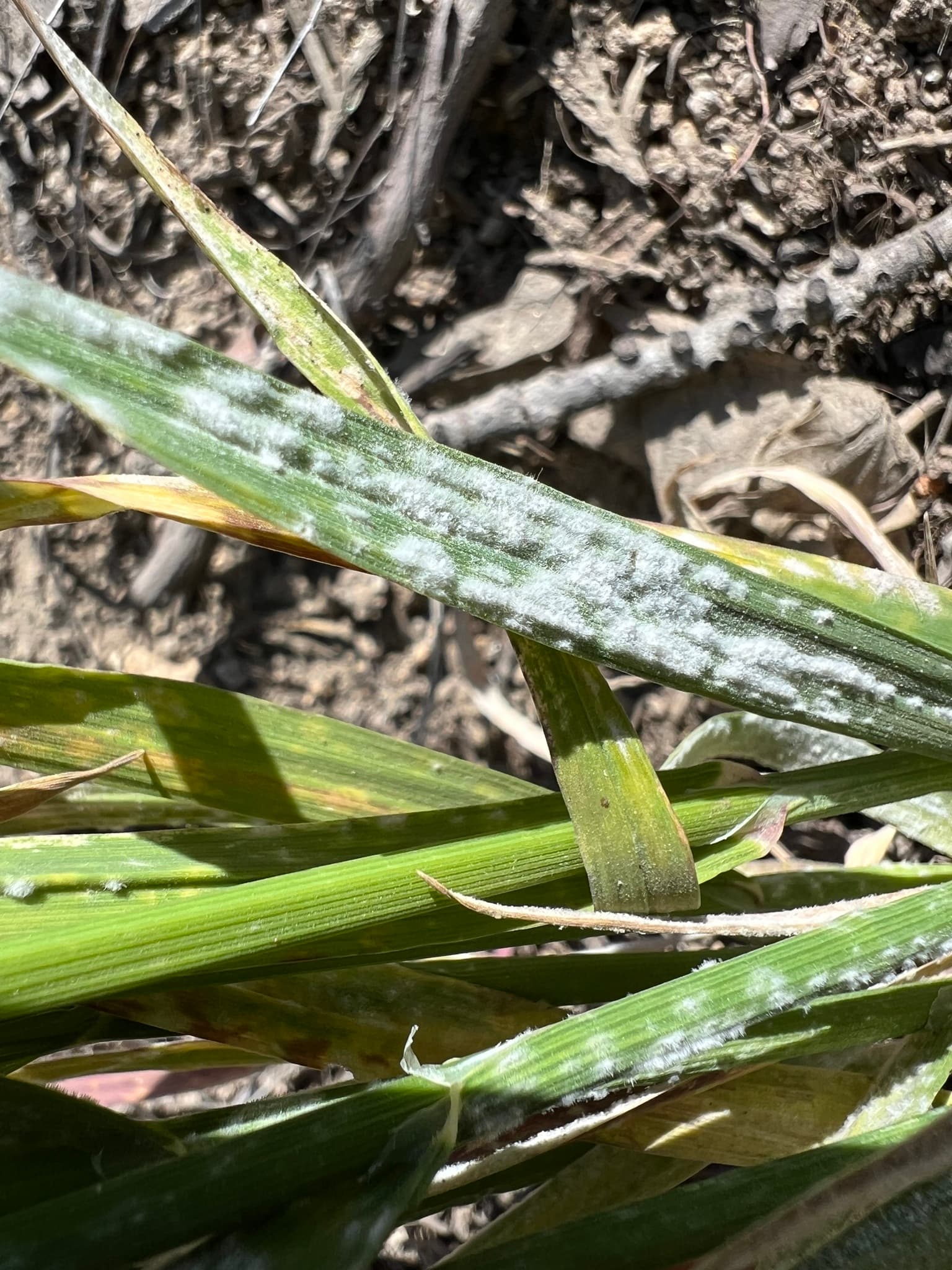 Fainare la ovaz: Blumeria avenae on oat-type host