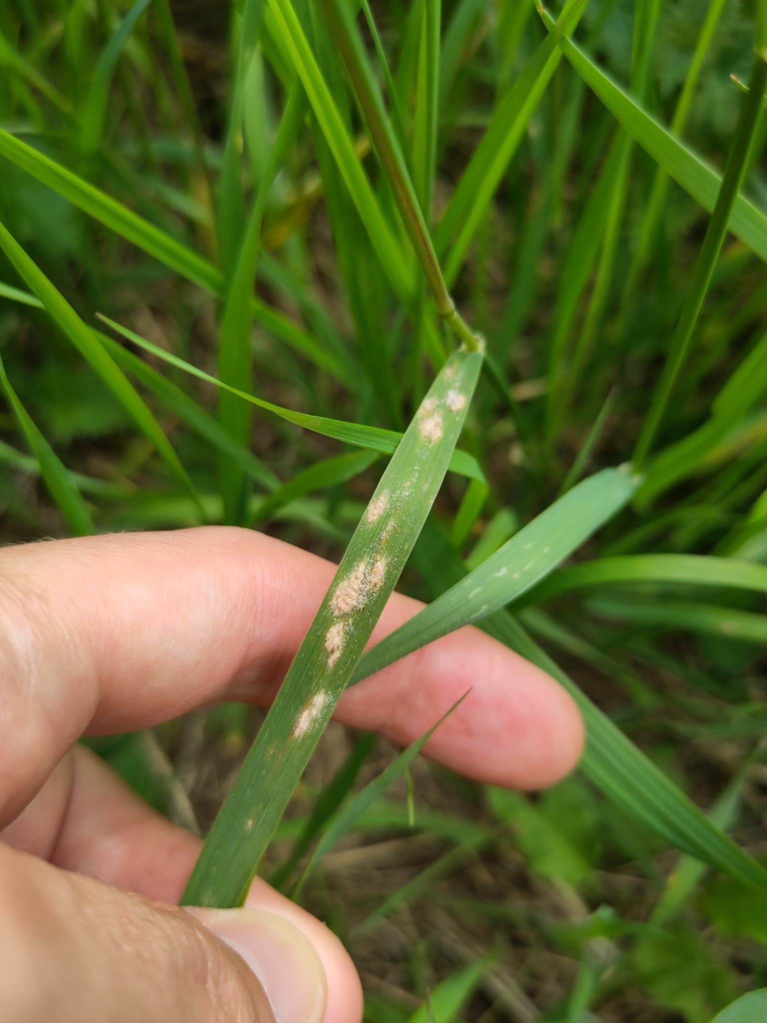 Făinare la sorg furajer: Blumeria graminis cu simptom vizibil pe frunză de Poaceae.