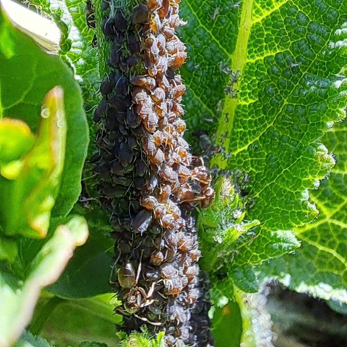 Imagine pentru Afide La Lavanda: Aphis salviae
