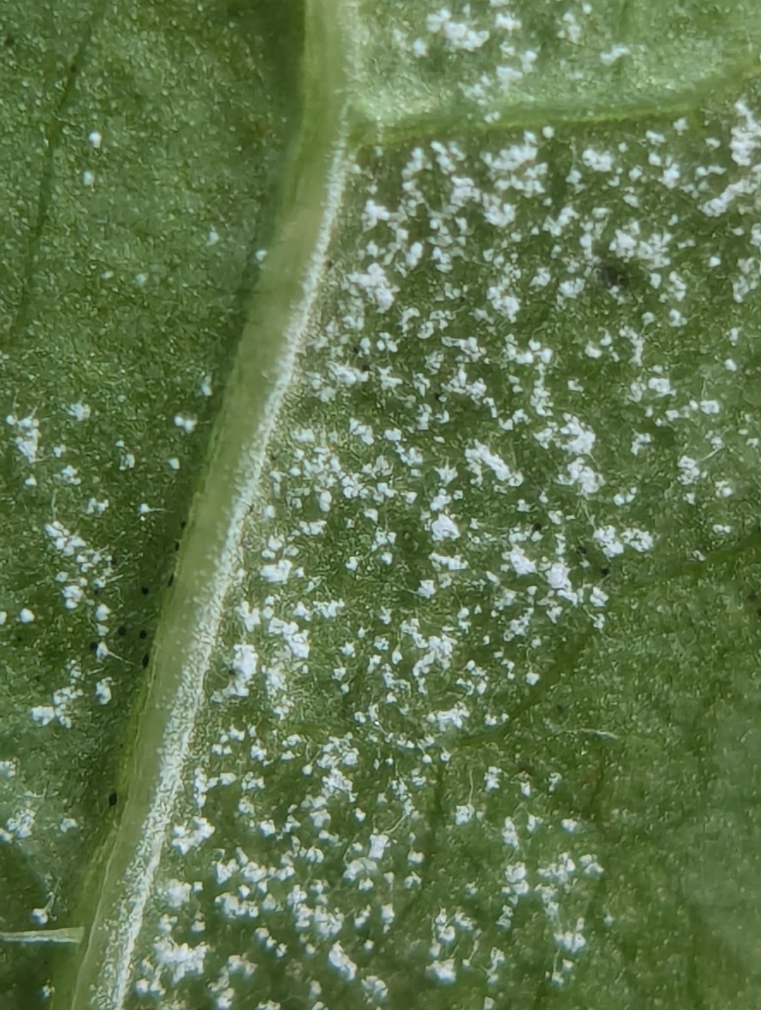 Mană la cardon: Bremia lactucae cu simptom vizibil pe frunză Asteraceae.