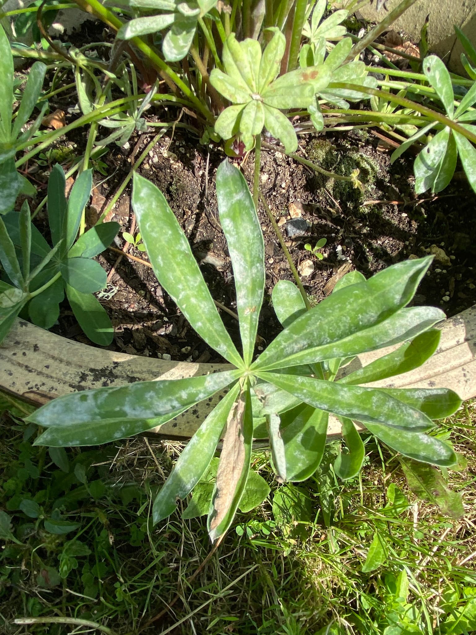 Făinare la lupin galben: Erysiphe pisi cu simptom vizibil pe Lupinus.