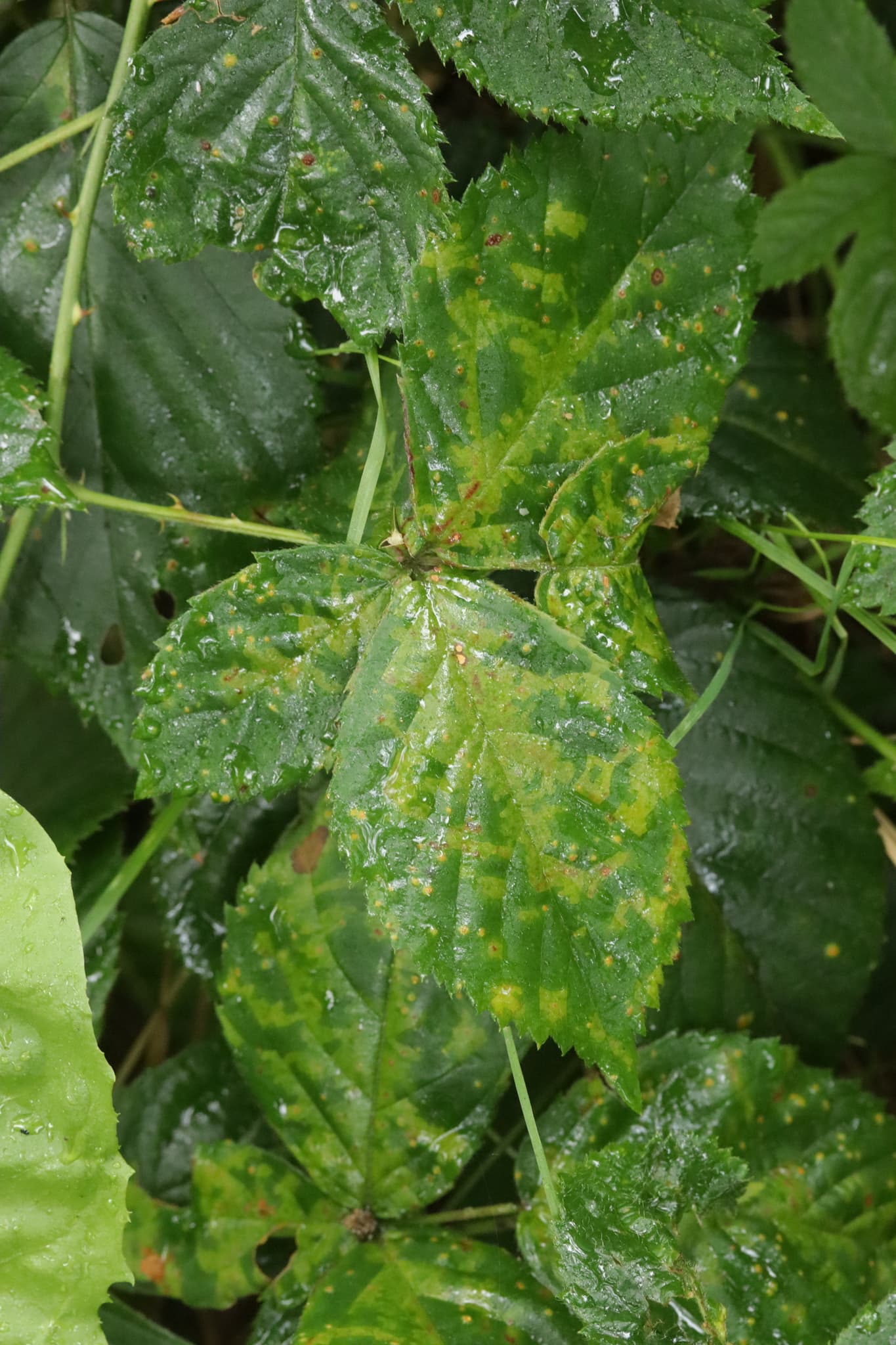Mană la căpșun remontant: Peronospora sparsa cu simptome vizibile pe frunze Rosaceae.