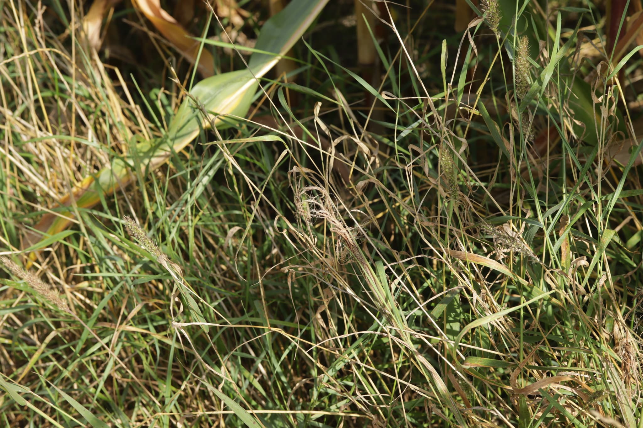 Mană la grâu einkorn: Sclerospora graminicola pe Setaria, fallback Poaceae pentru mană la cereale.