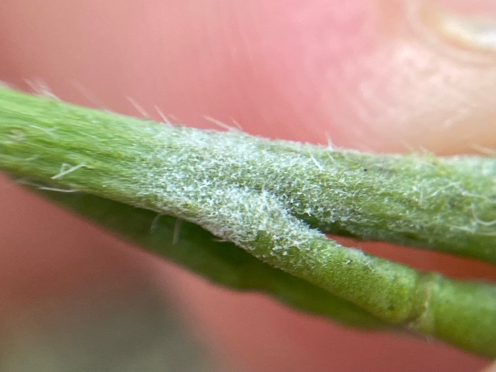 Fainare la mustar: Erysiphe radulescui on hoary mustard stem