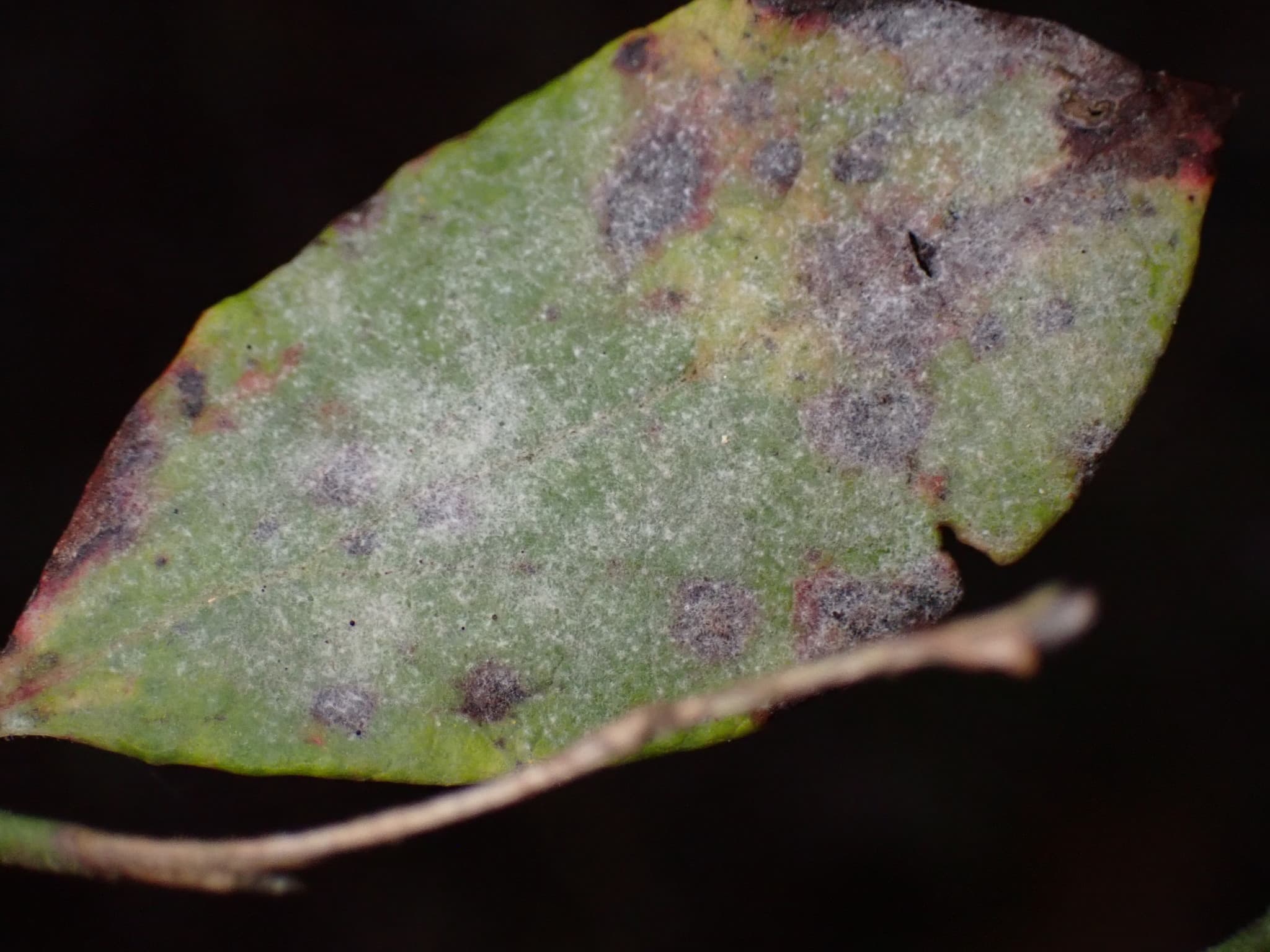 Fainare la merisor: Erysiphe vaccinii on Vaccinium leaf