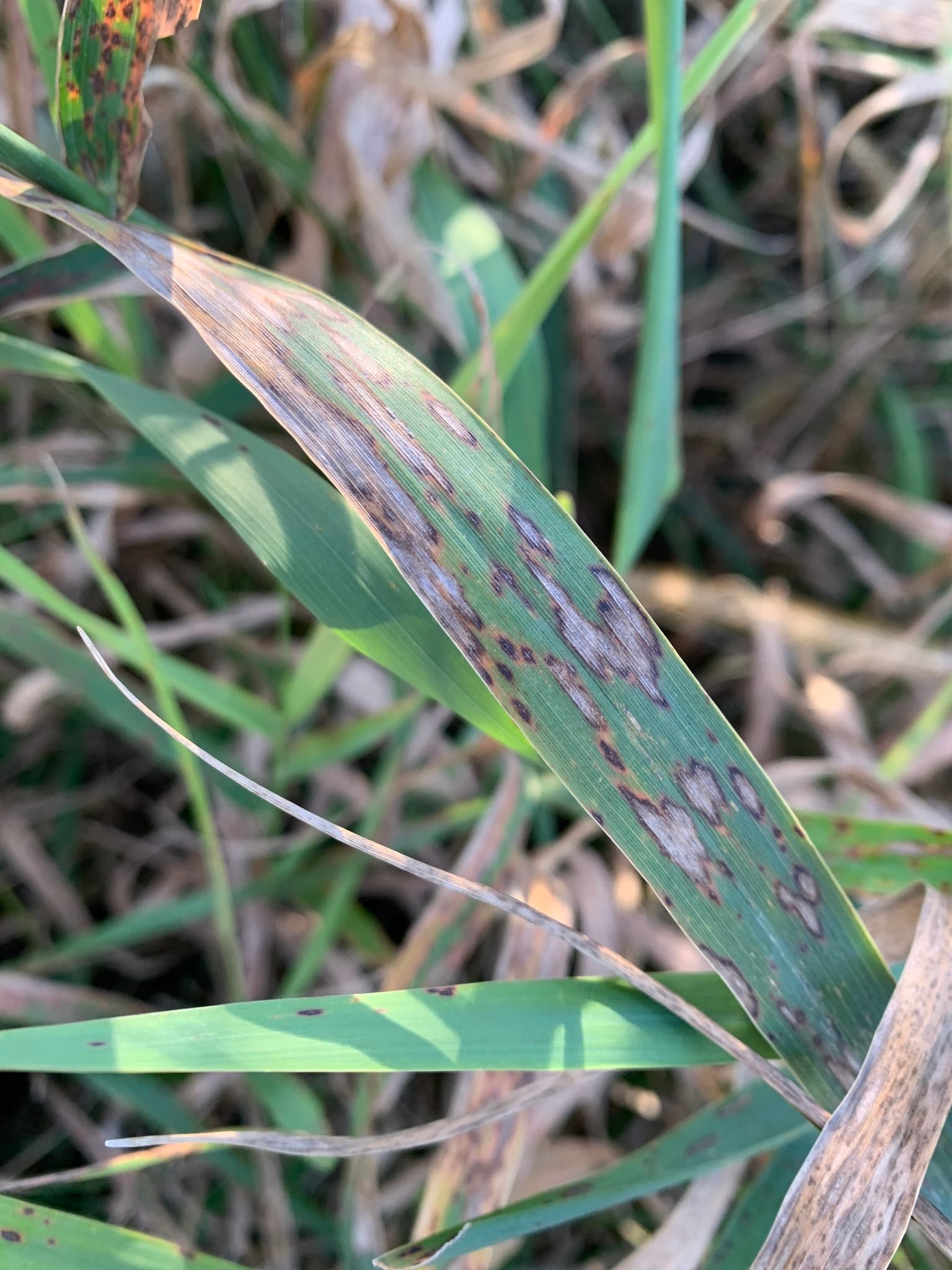 Helmintosporioza prin Bipolaris sorokiniana pe frunza de Poaceae