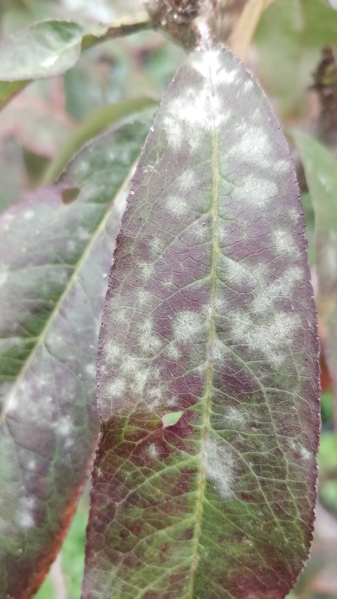 Fainare la piersic: Podosphaera on peach leaf