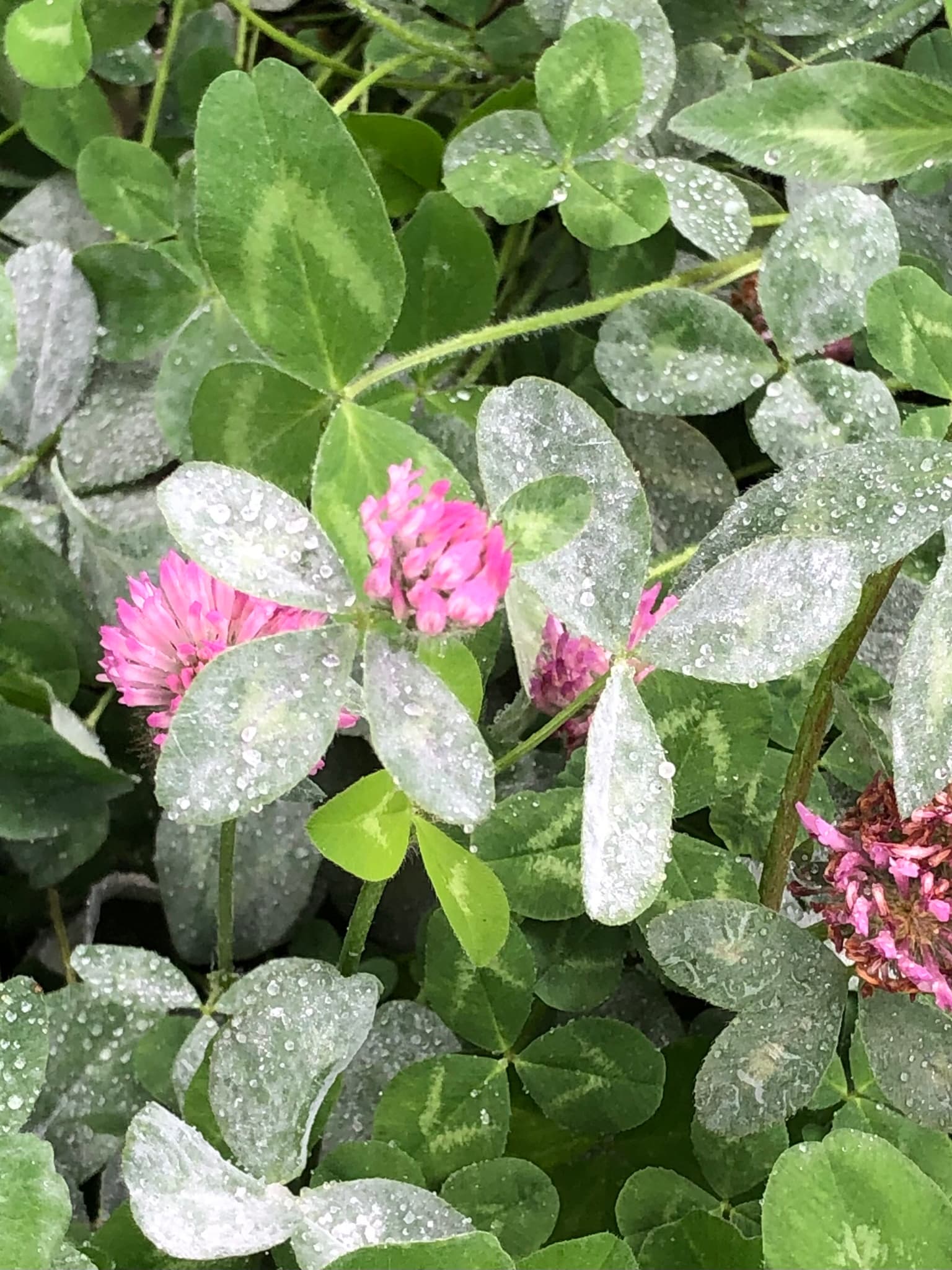 Fainare la trifoi: Erysiphe trifoliorum on Trifolium leaves