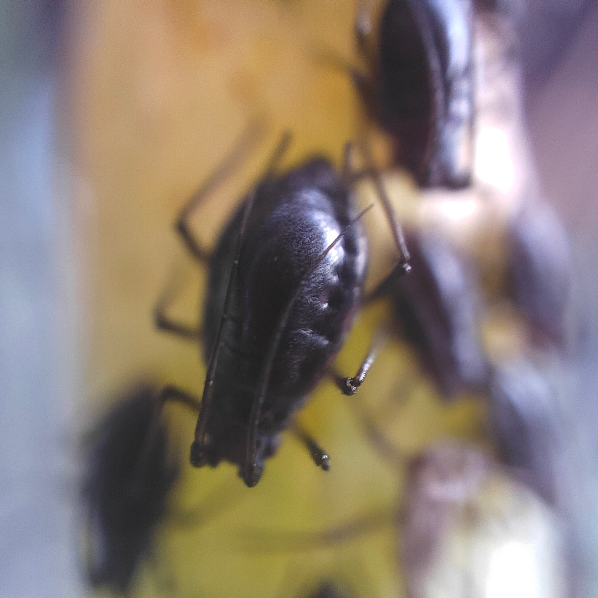 Colonii de Neotoxoptera formosana pe ceapă verde, fallback pentru afide la praz.