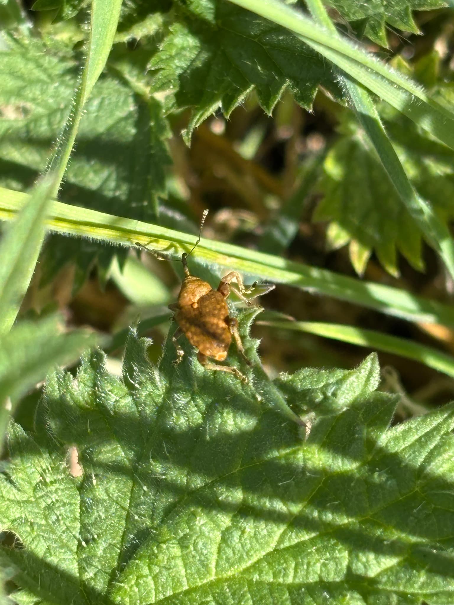 Adult de Curculio nucum, gargarita alunului.
