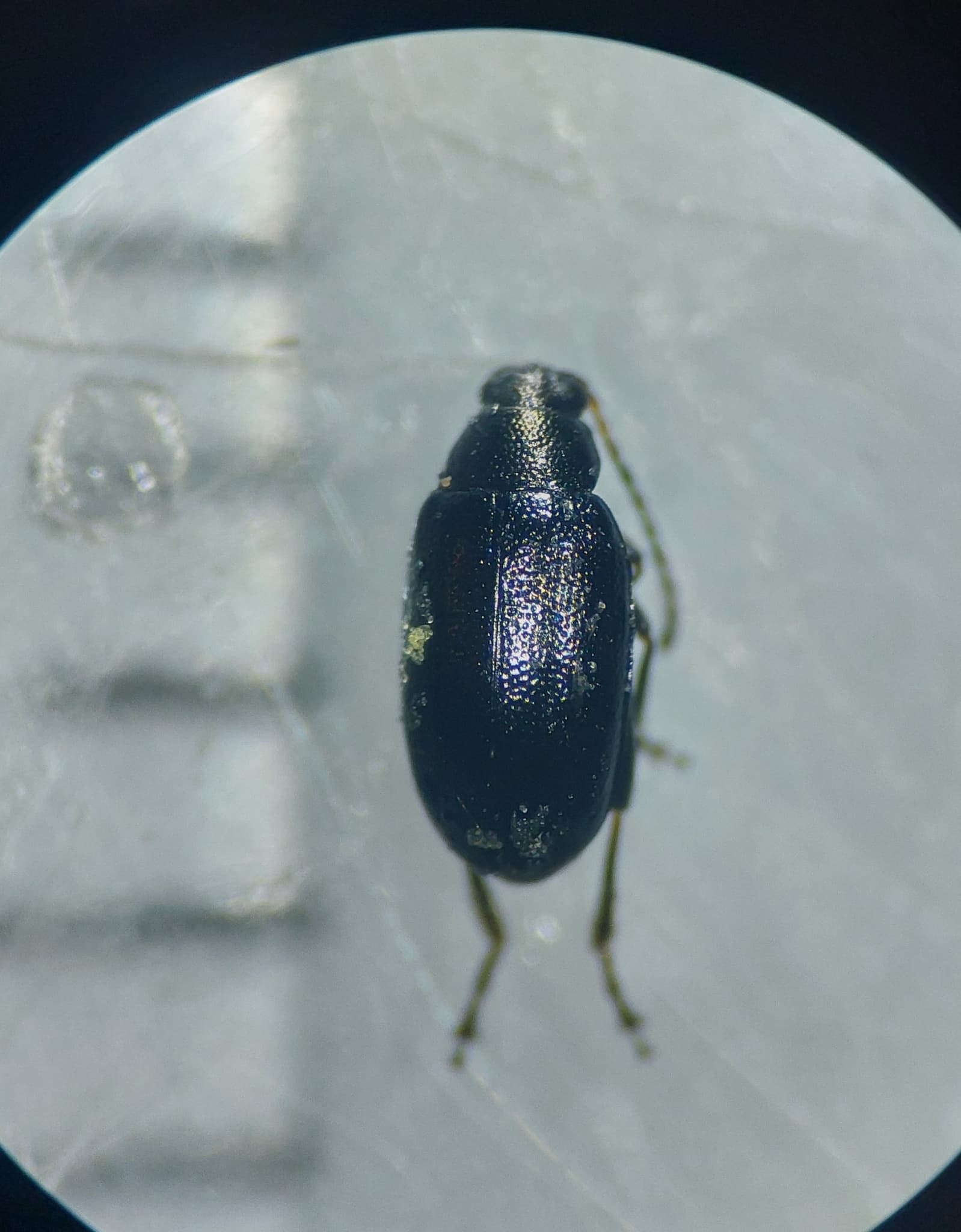 Puricele negru al verzei: adult Phyllotreta cruciferae