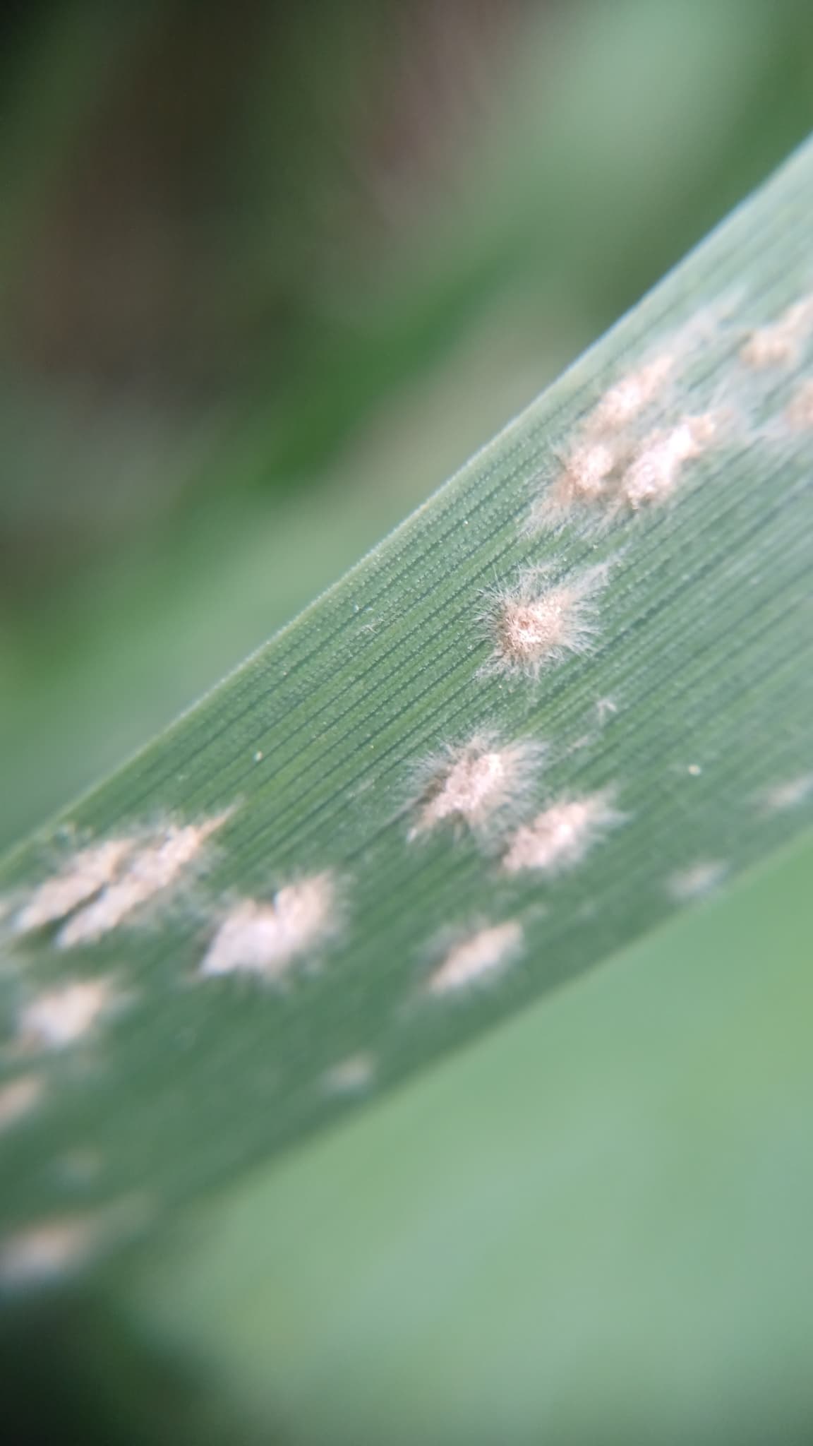 Făinare la sorg zaharat: Blumeria graminis cu simptom vizibil pe frunză de Poaceae.