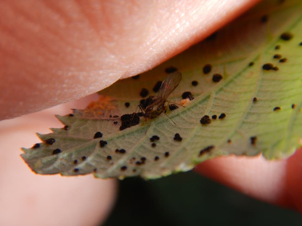 Afide la mur: Amphorophora rubi, large blackberry aphid