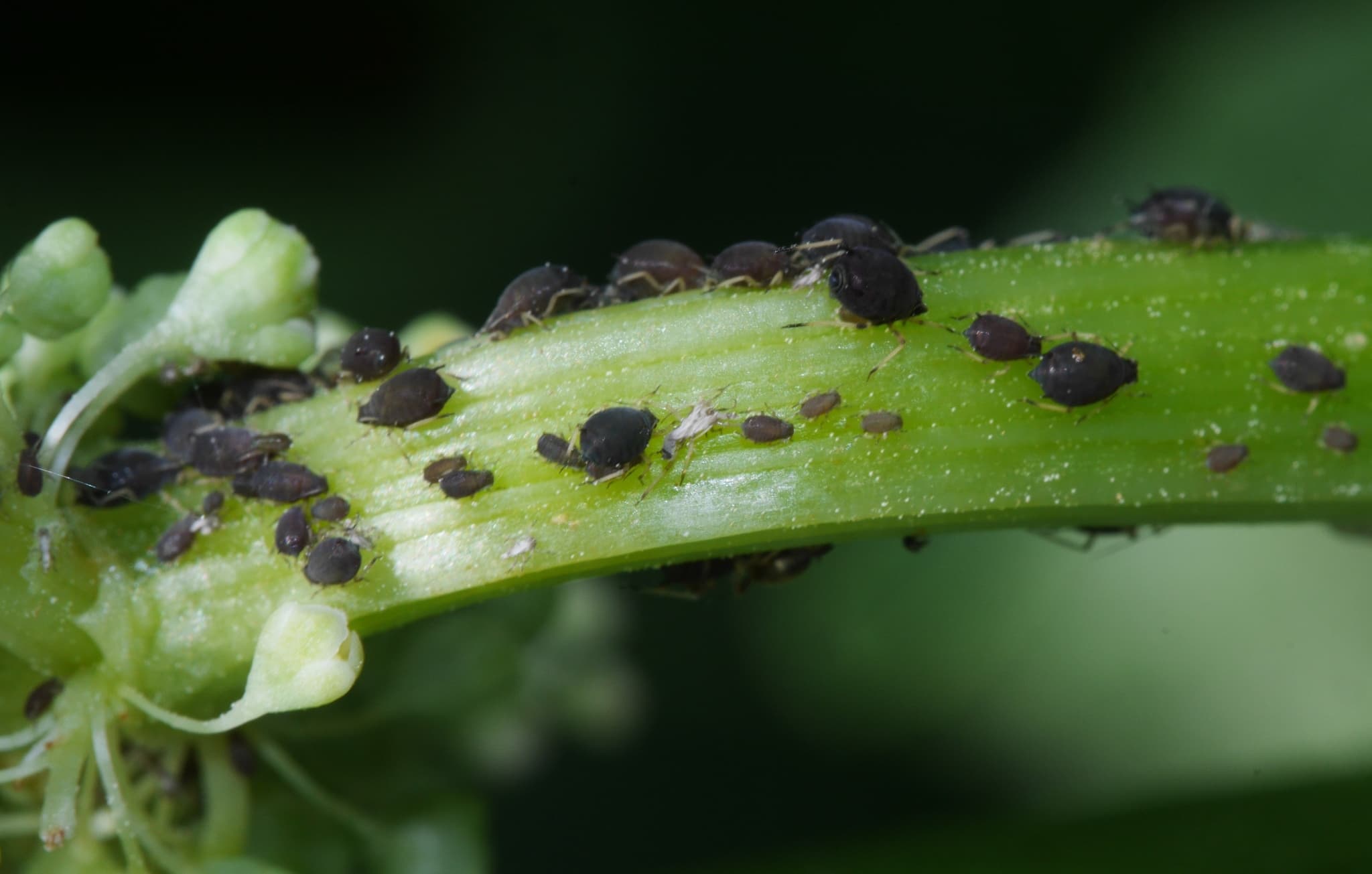 Aphis fabae pe Rheum, rubarba.