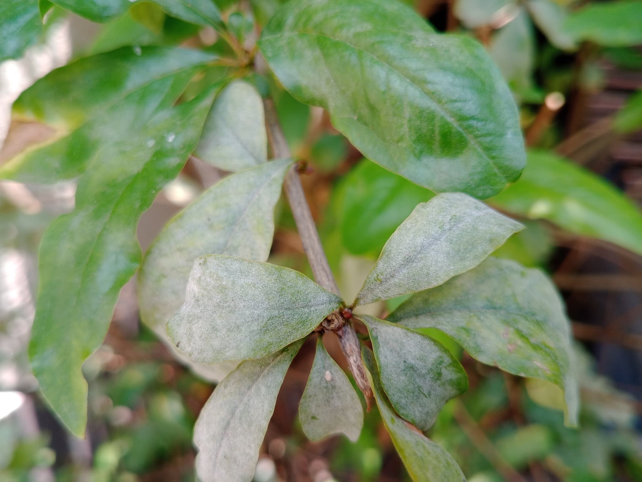 Fainare la rodie: Erysiphe punicae on cultivated Punica granatum