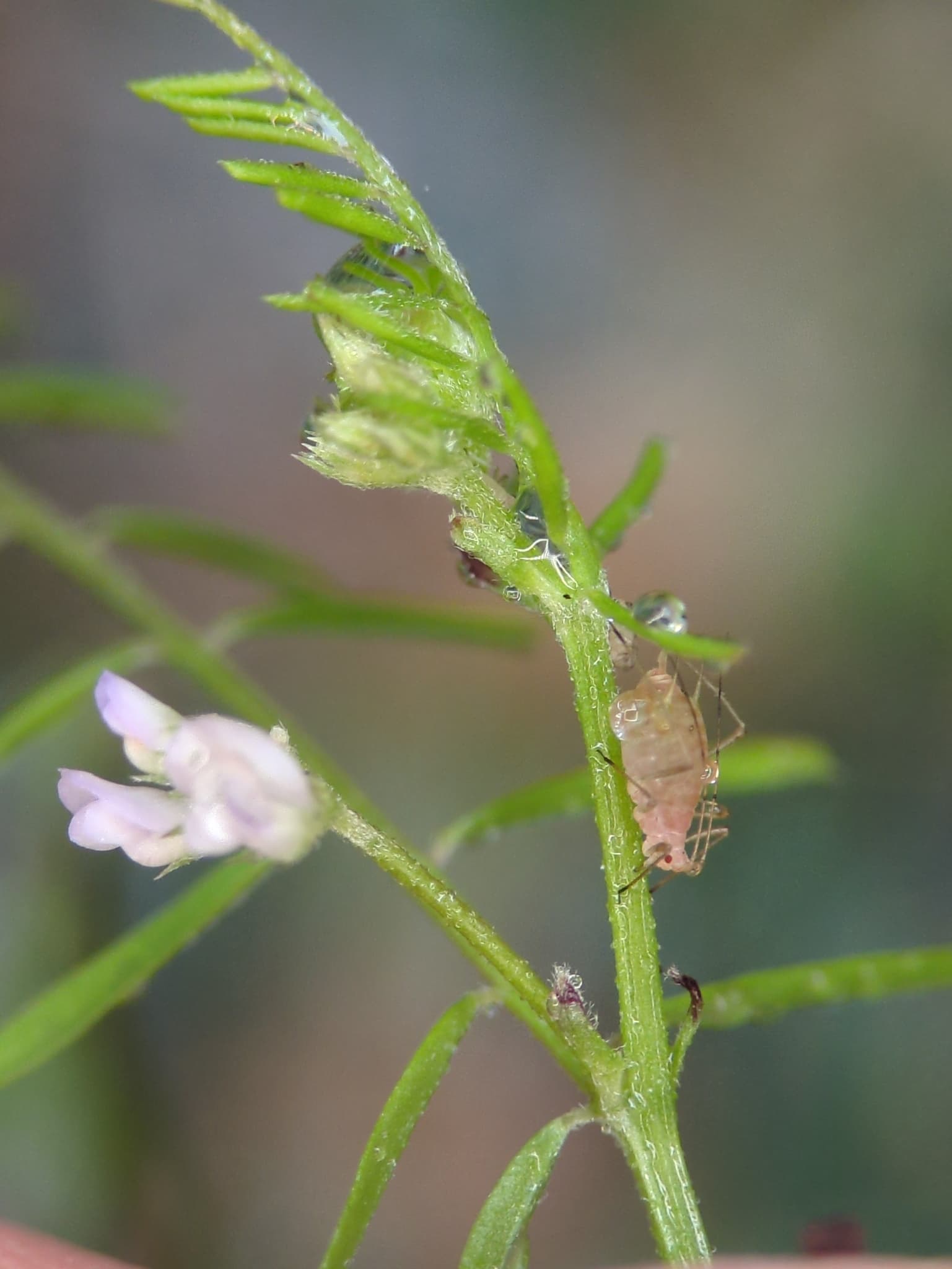 Acyrthosiphon pisum pe Vicia hirsuta, leguminoasa folosita in amestecuri furajere.