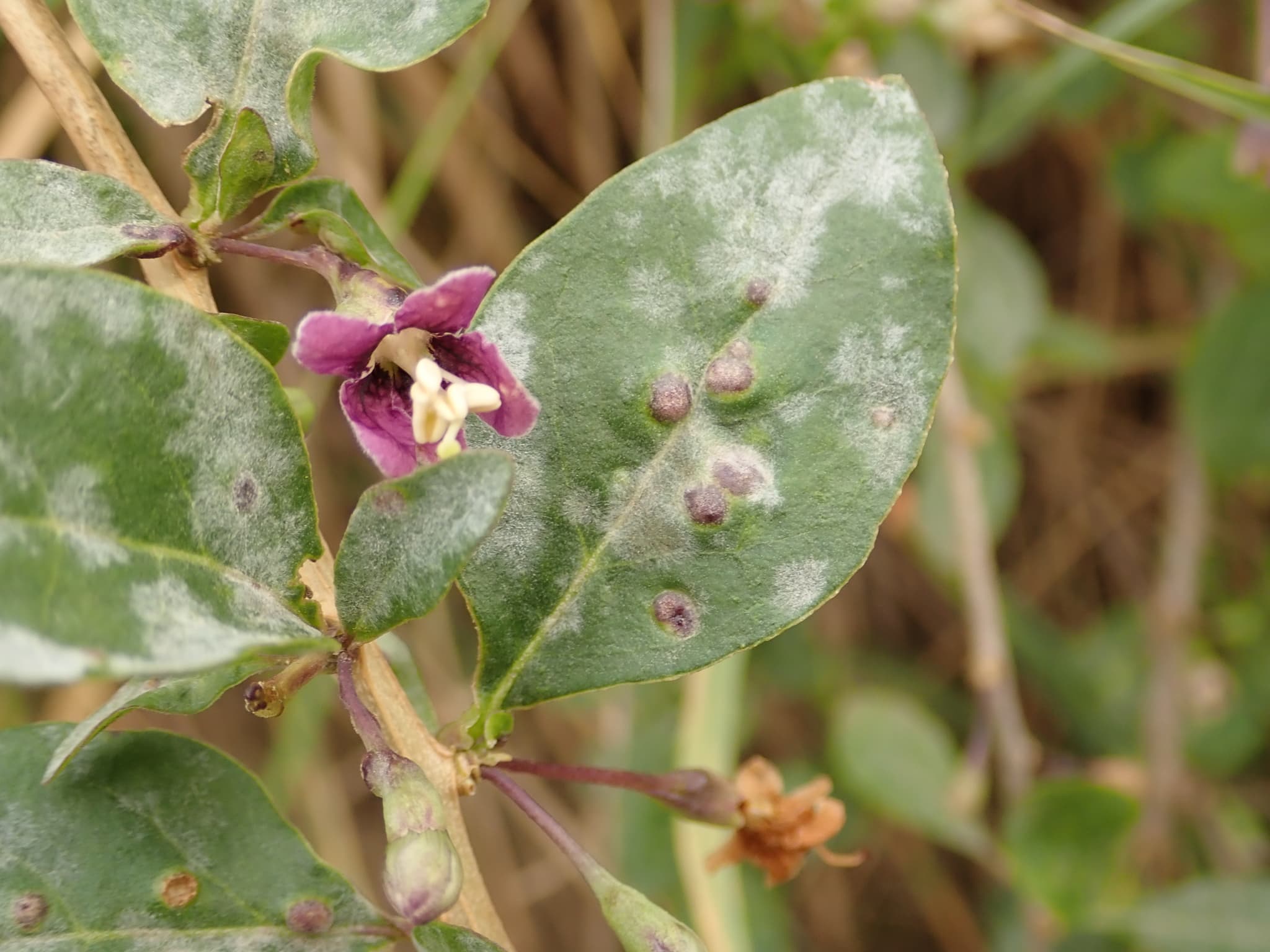 Fainare la goji: Arthrocladiella mougeotii pe Lycium barbarum
