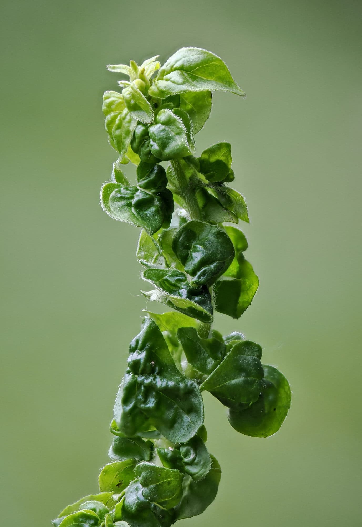 Lastar de oregano cu deformari asociate Aphis origani.