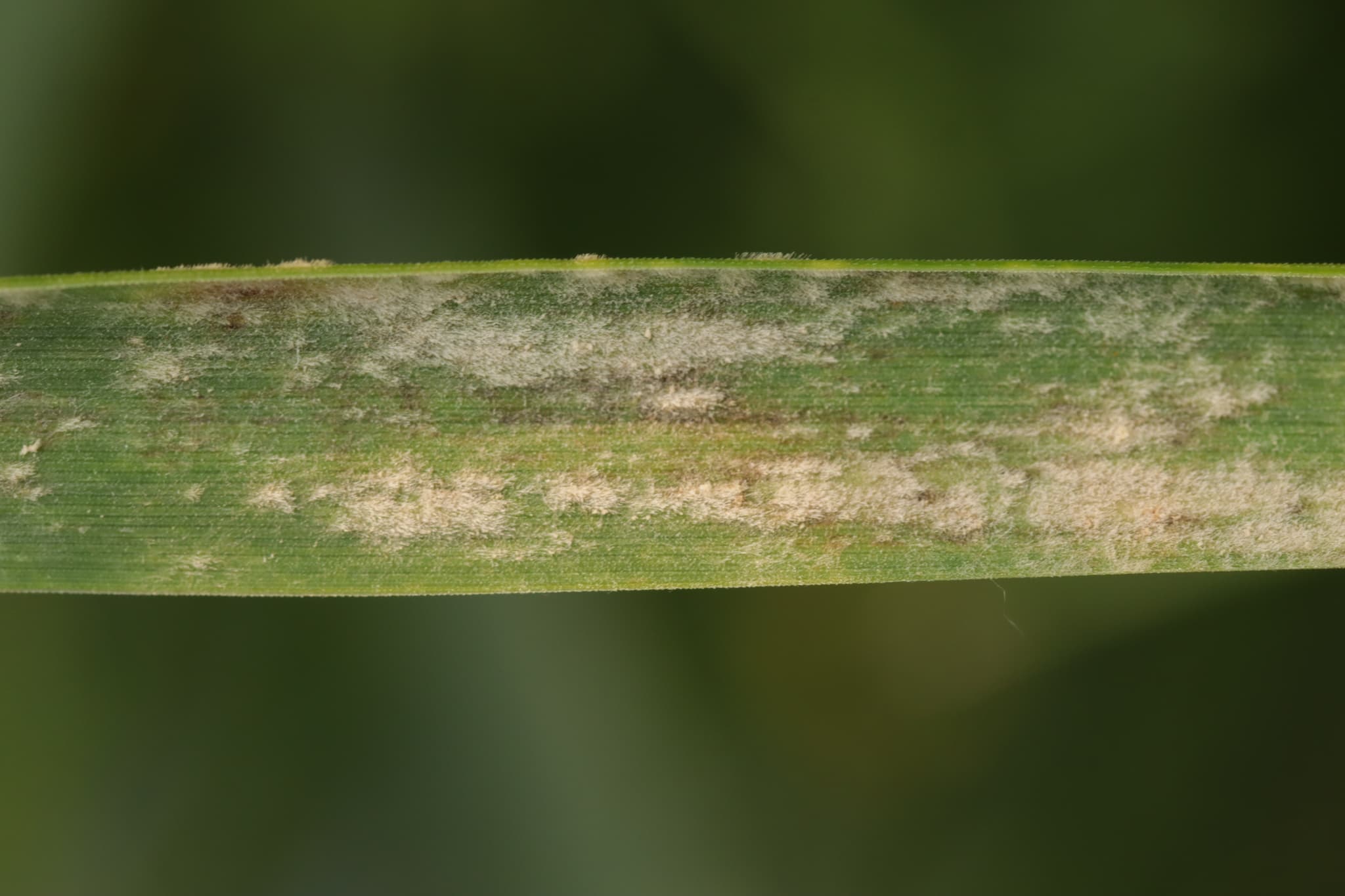 Făinare la orez de câmp: Blumeria graminis cu simptom vizibil pe frunză de Poaceae.