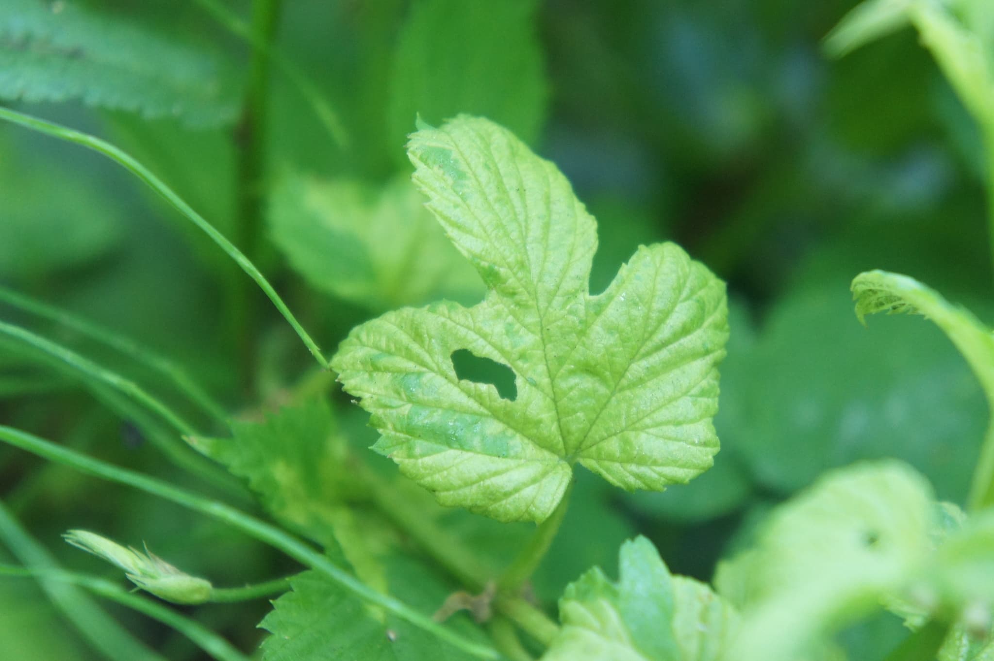 Mană la hamei: Pseudoperonospora humuli pe Humulus.