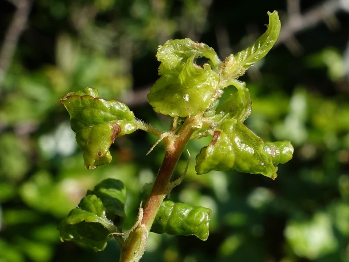 Leafcurl plum aphid damage with aphids in curled Prunus leaves.