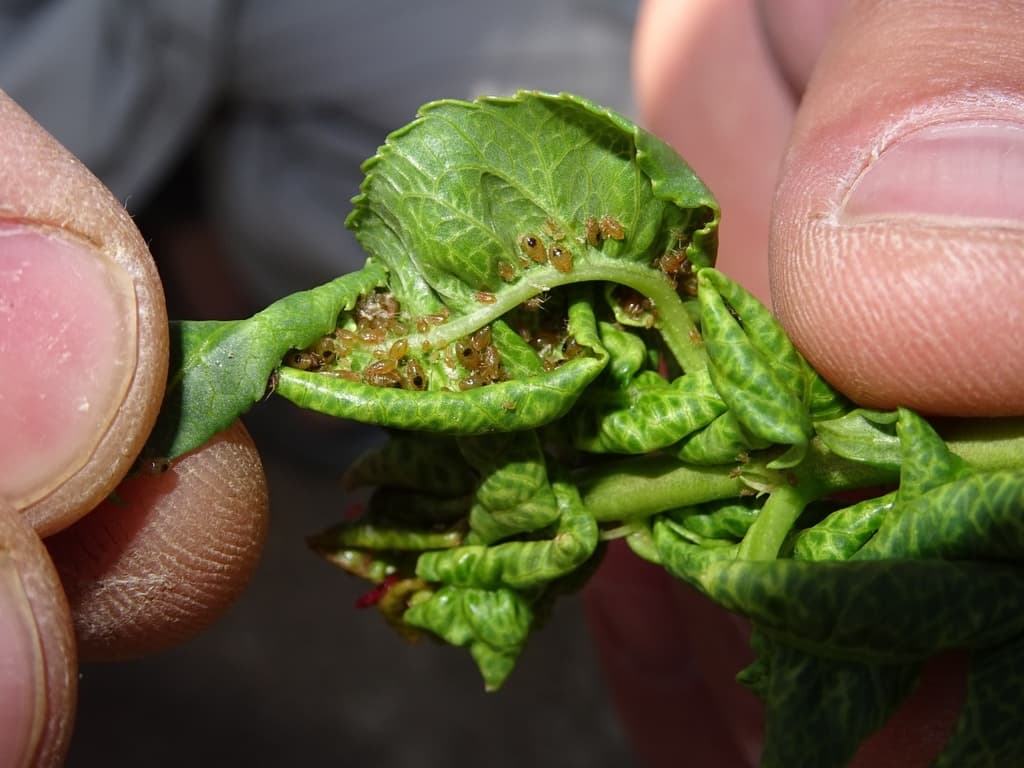 Afide la migdal: Brachycaudus amygdalinus, short-tailed almond aphid