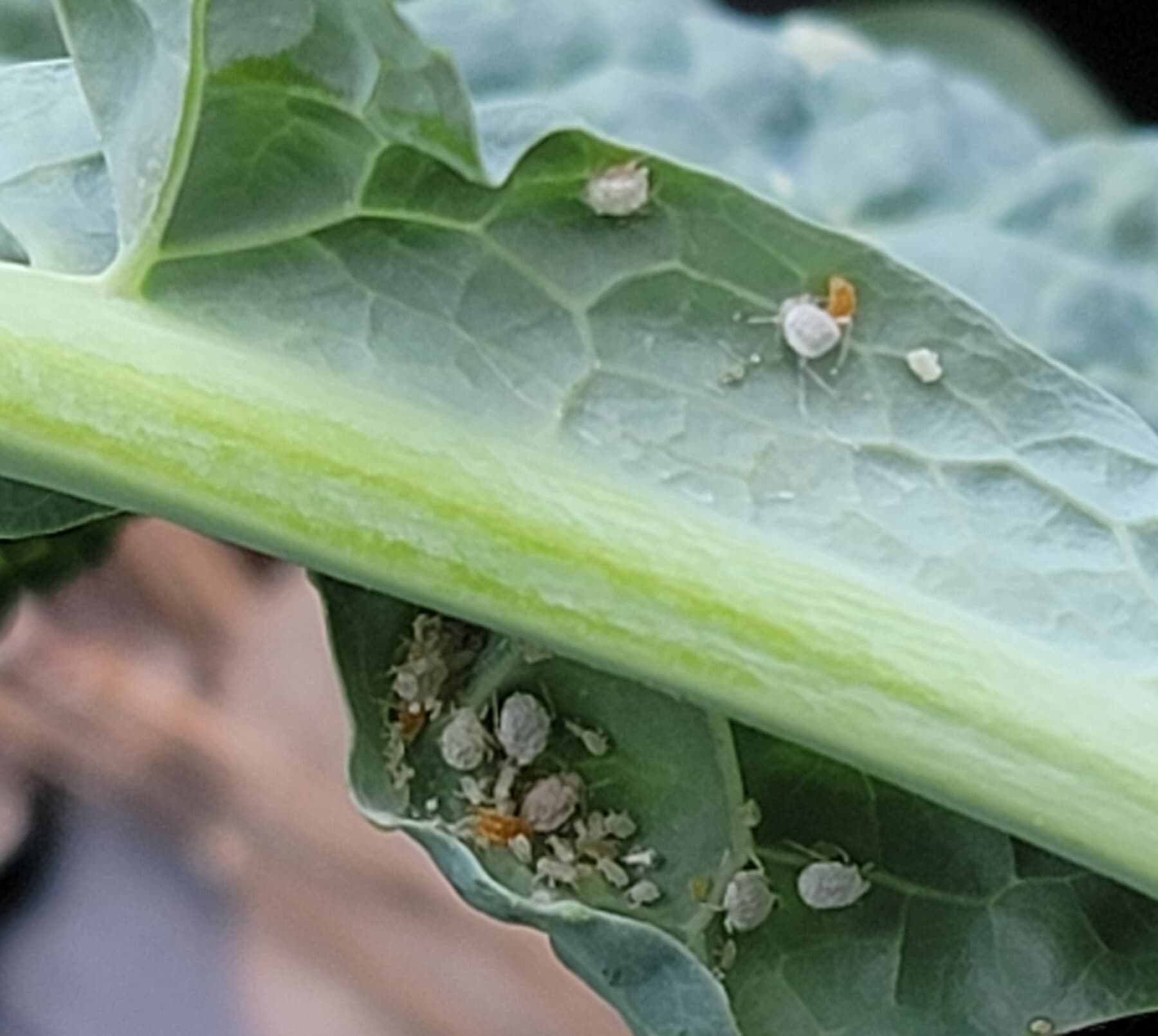 Brevicoryne brassicae pe broccoli cultivat.