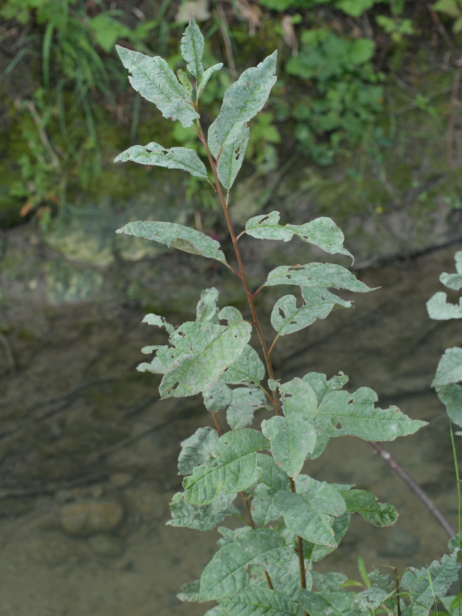 Fainare la cires: Podosphaera tridactyla pe Prunus avium